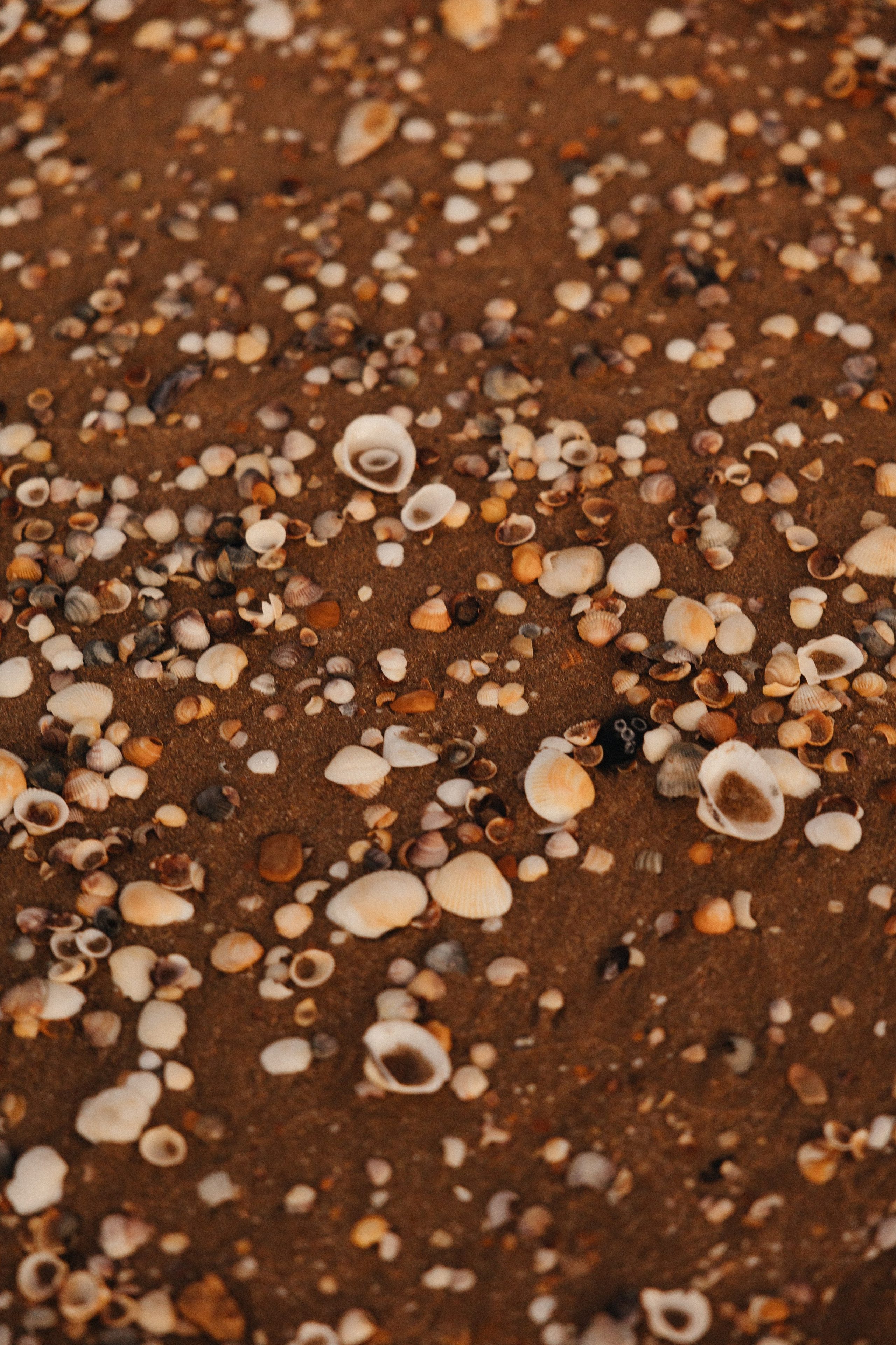 Взлететь как птицы…. Свадебный и семейный фотограф и видеограф, Крым, Москва, Санкт -Петербург