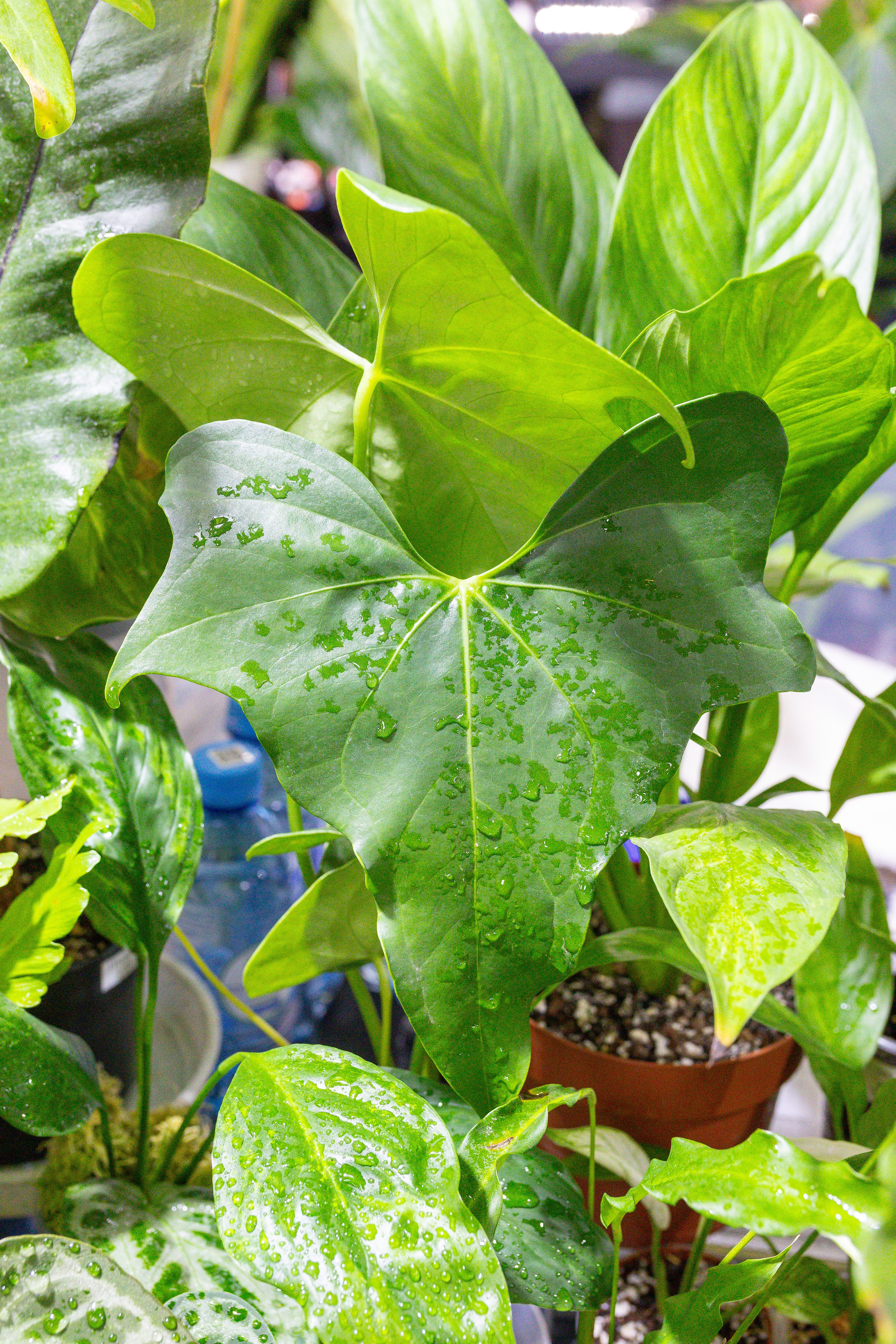 Монстериум 11–12 октября. Александра Куликова фотограф, Москва