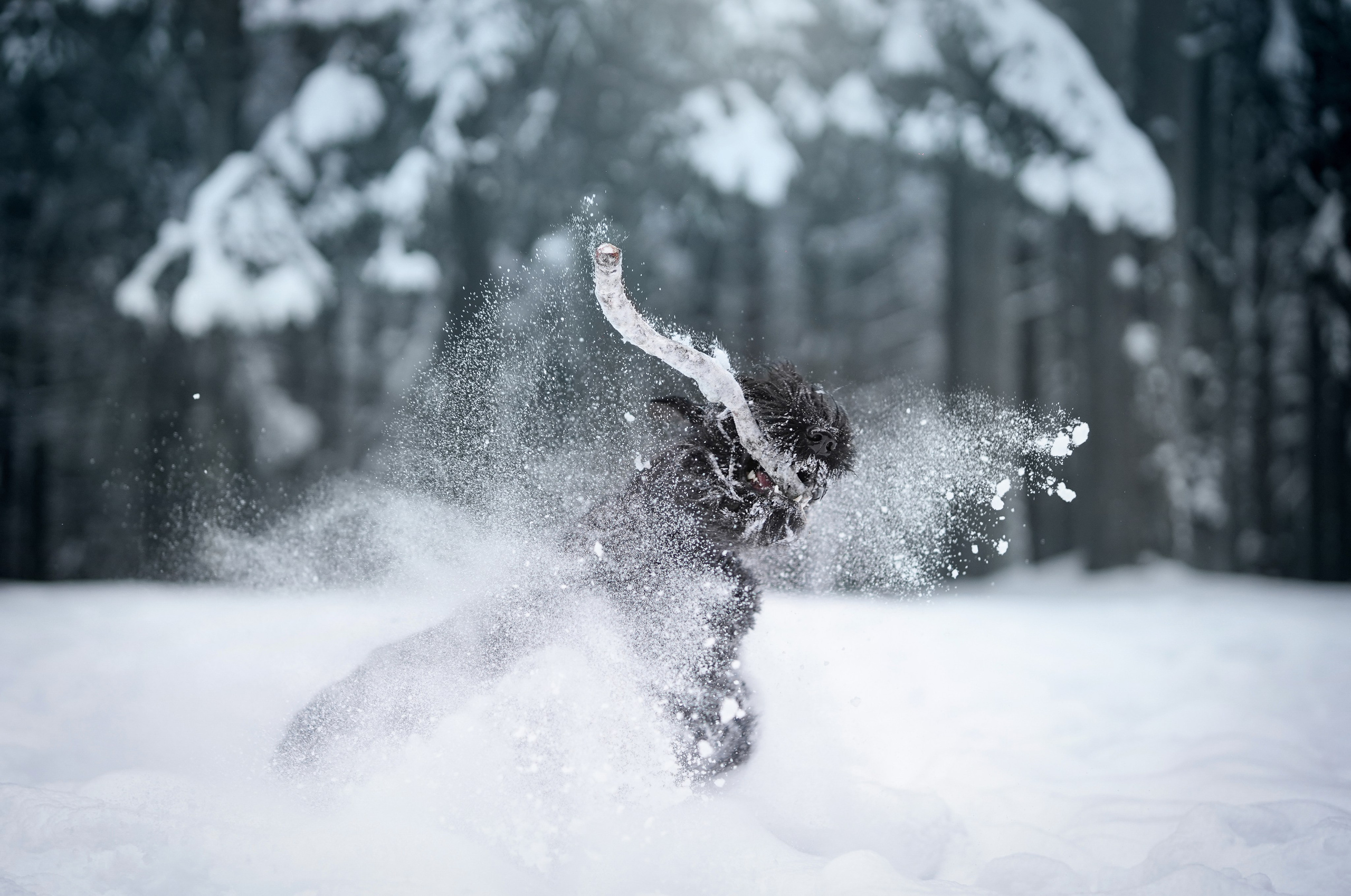 Оля Миша и шнауцеры. Фотограф-анималист в Санкт-Петербурге Яна Мартынова