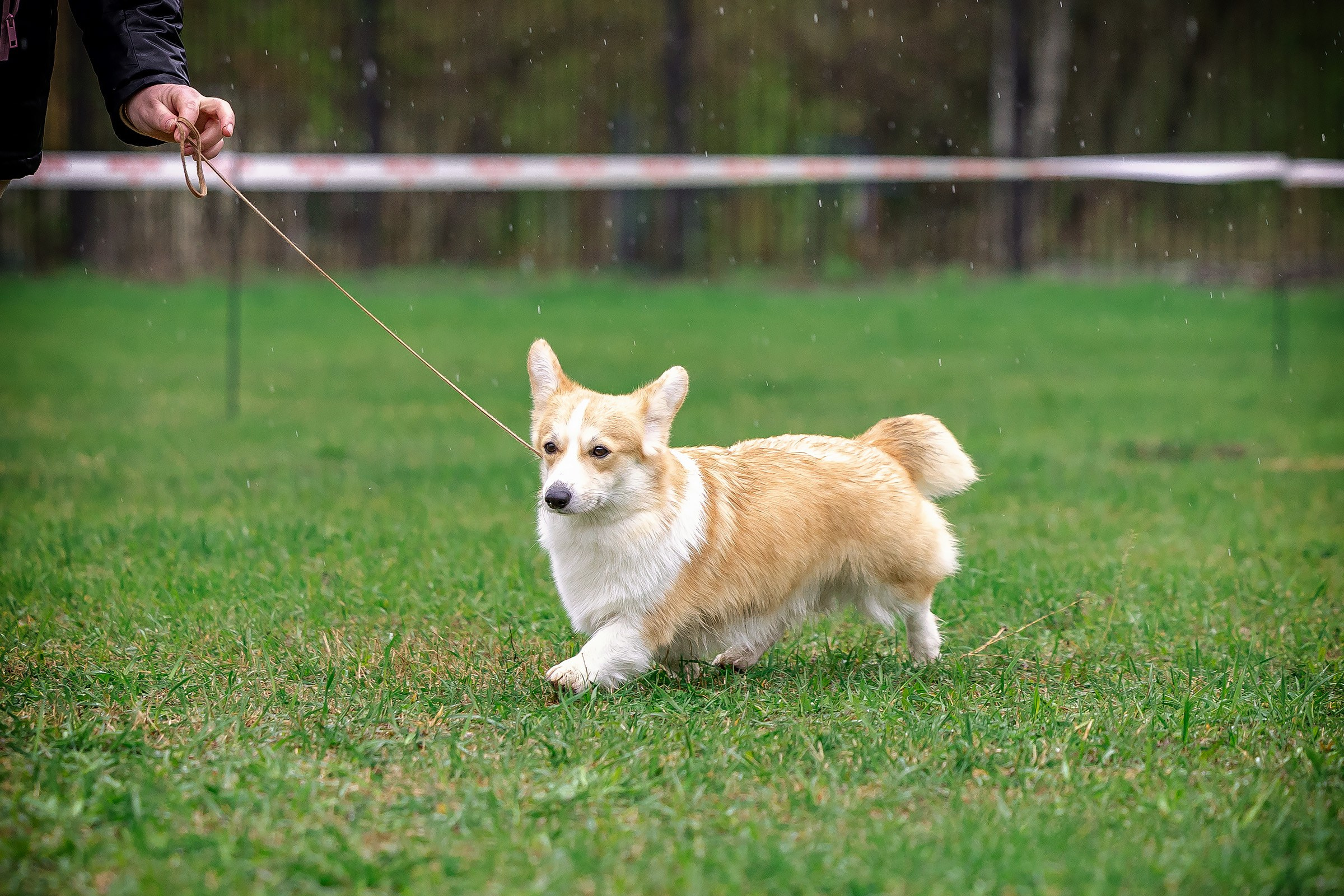 11 мая 2025, Выставка РКФ, г. Пермь. Htykk_photo