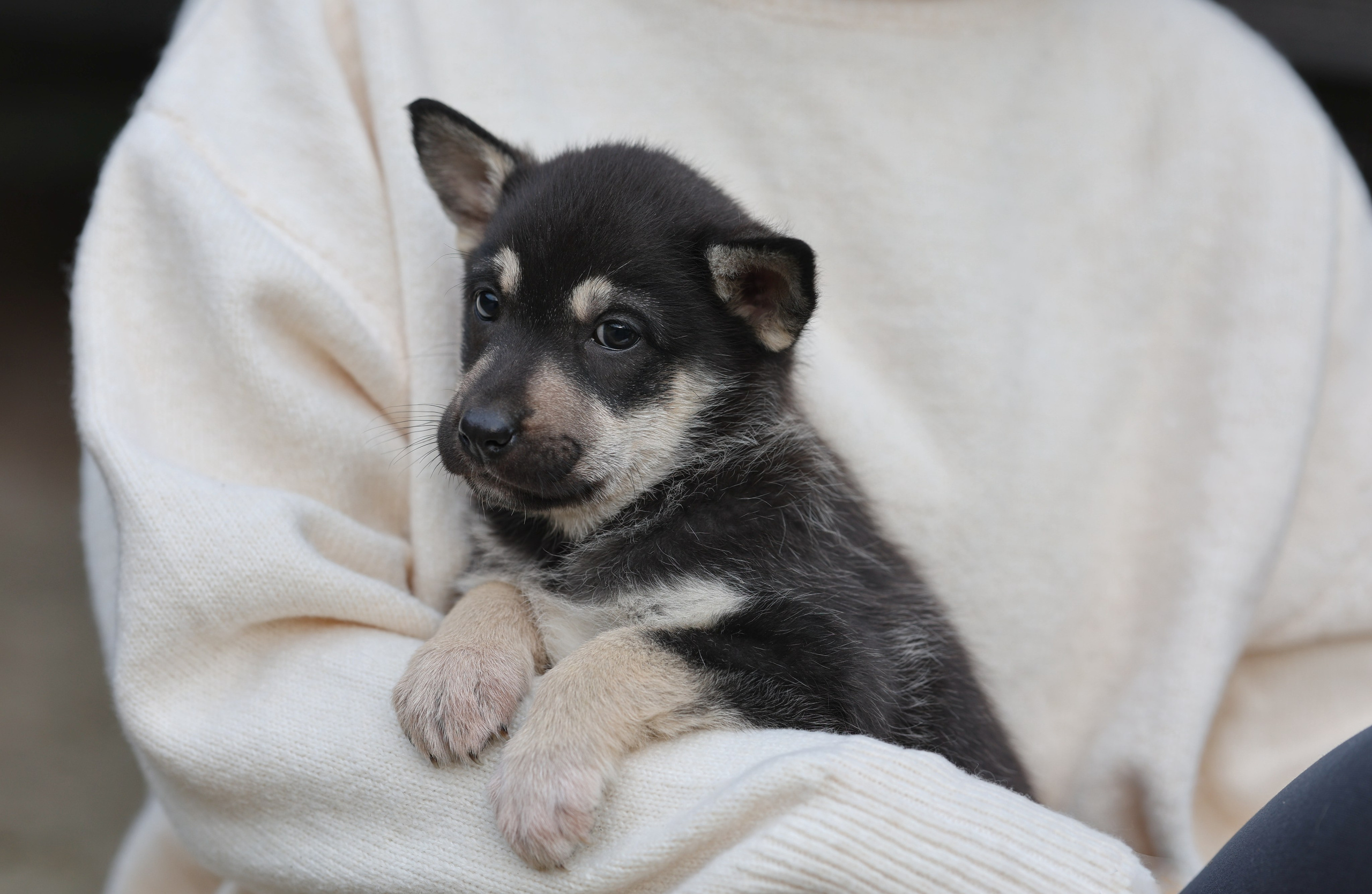 Щенки. Фотограф Максим Татаринов