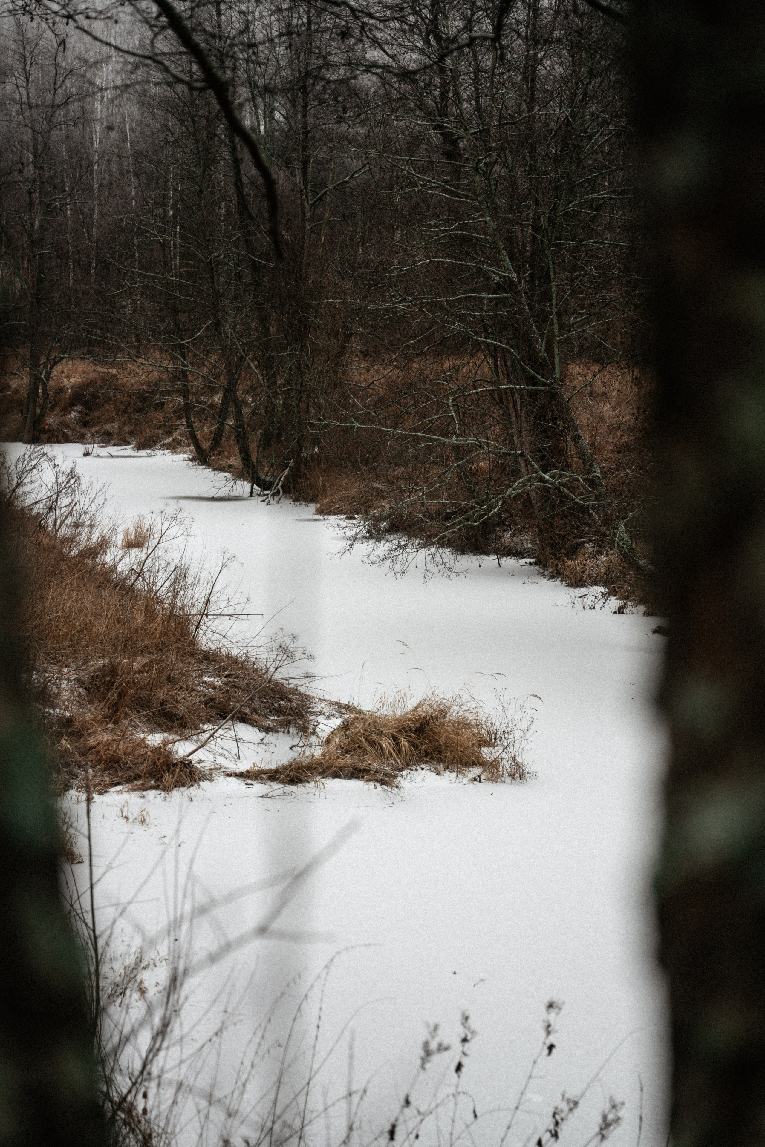 Прогулка по оврагу близ реки. Vlad Trykov