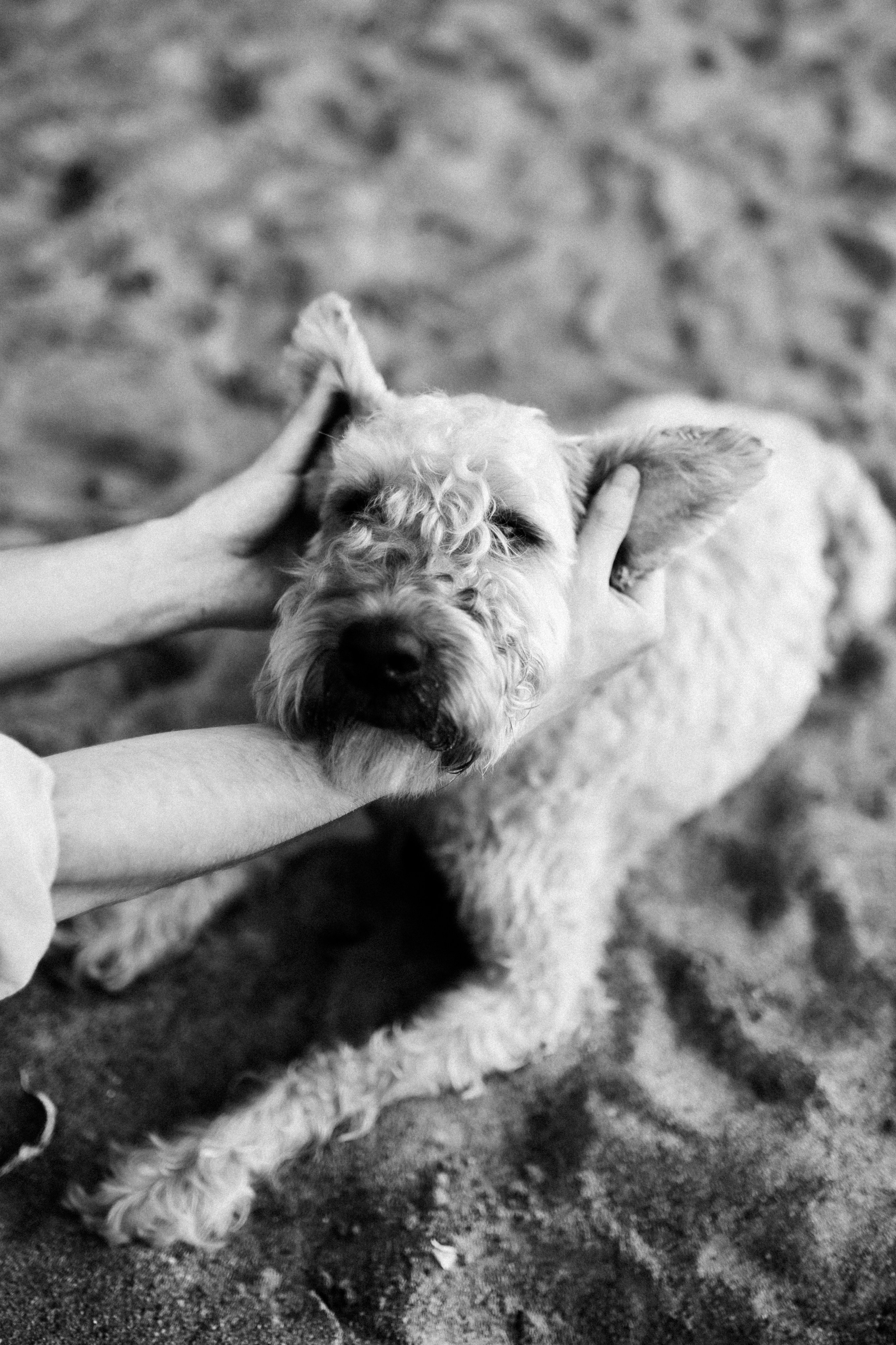 Аня, Влад и Джек. Фотограф в Санкт-Петербурге