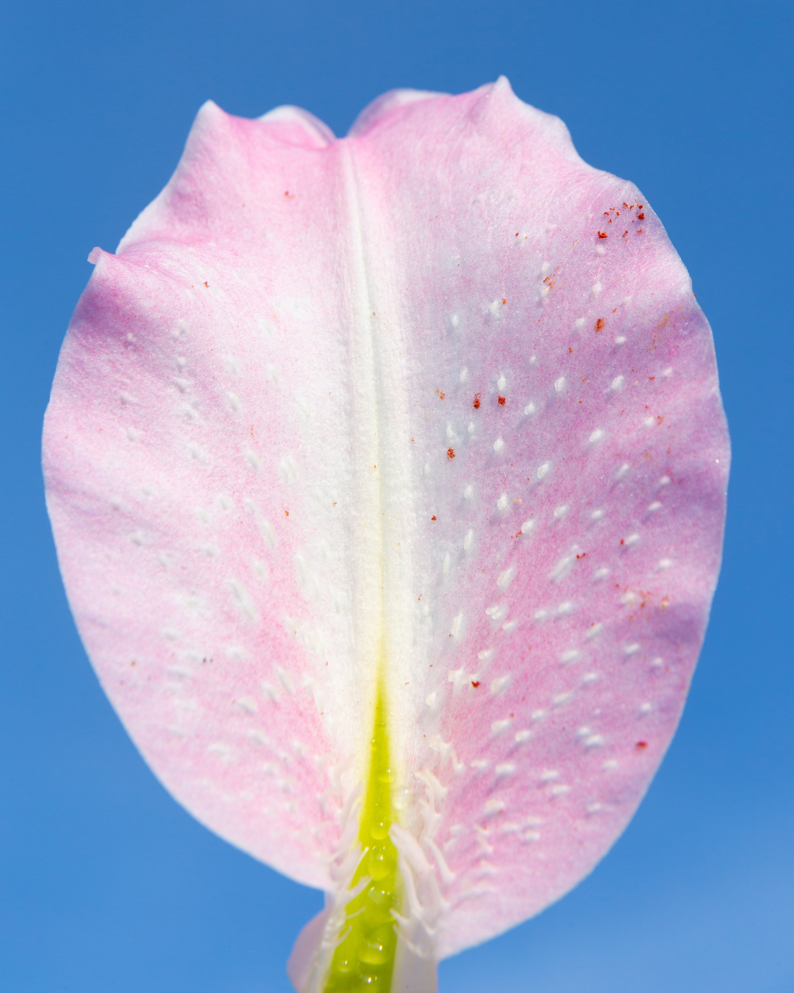 Условная ботаника. Фотографии Саши Любина