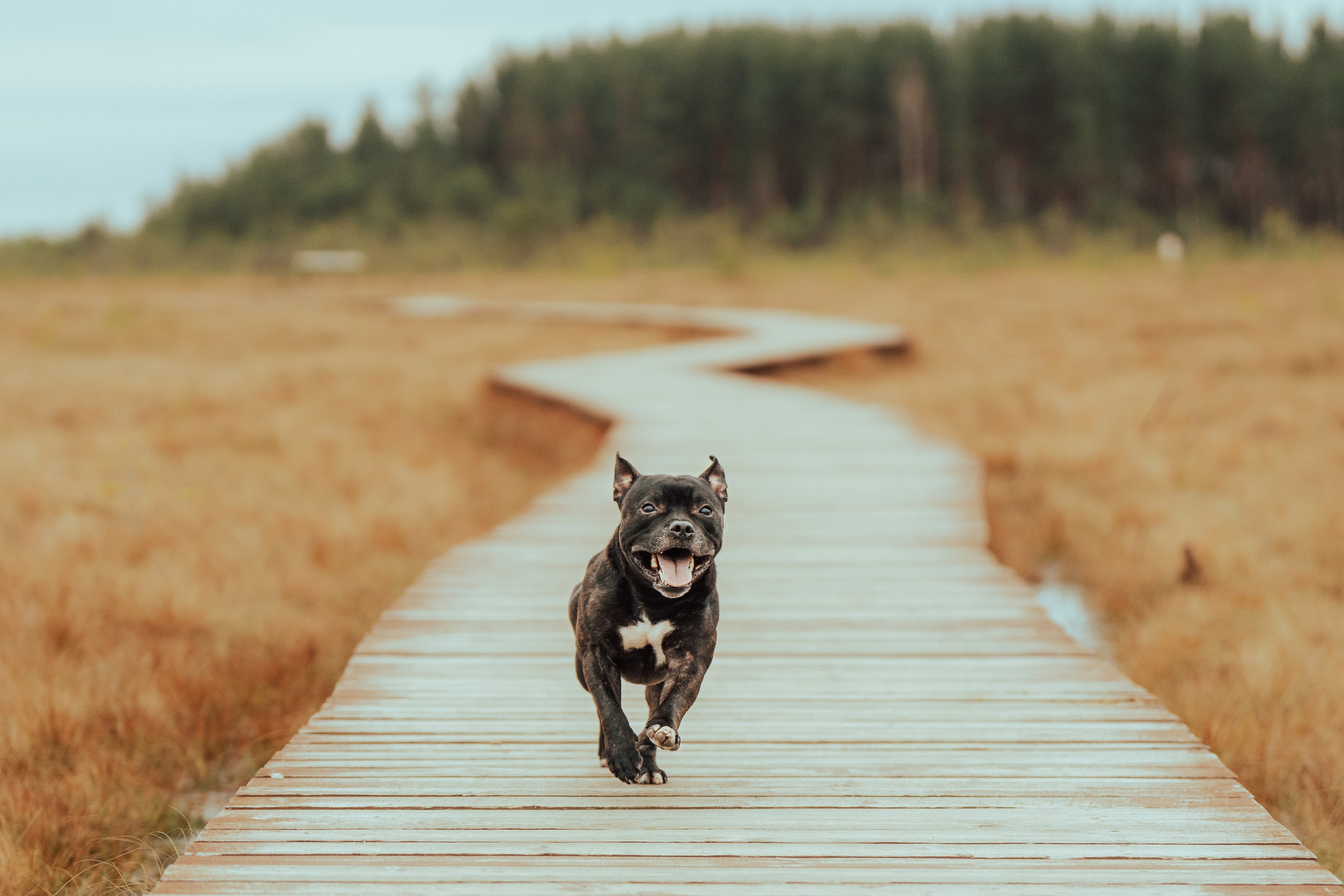 Фотограф анималист в Санкт-Петербурге. Фотограф анималист в Спб недорого Олеся Майорова