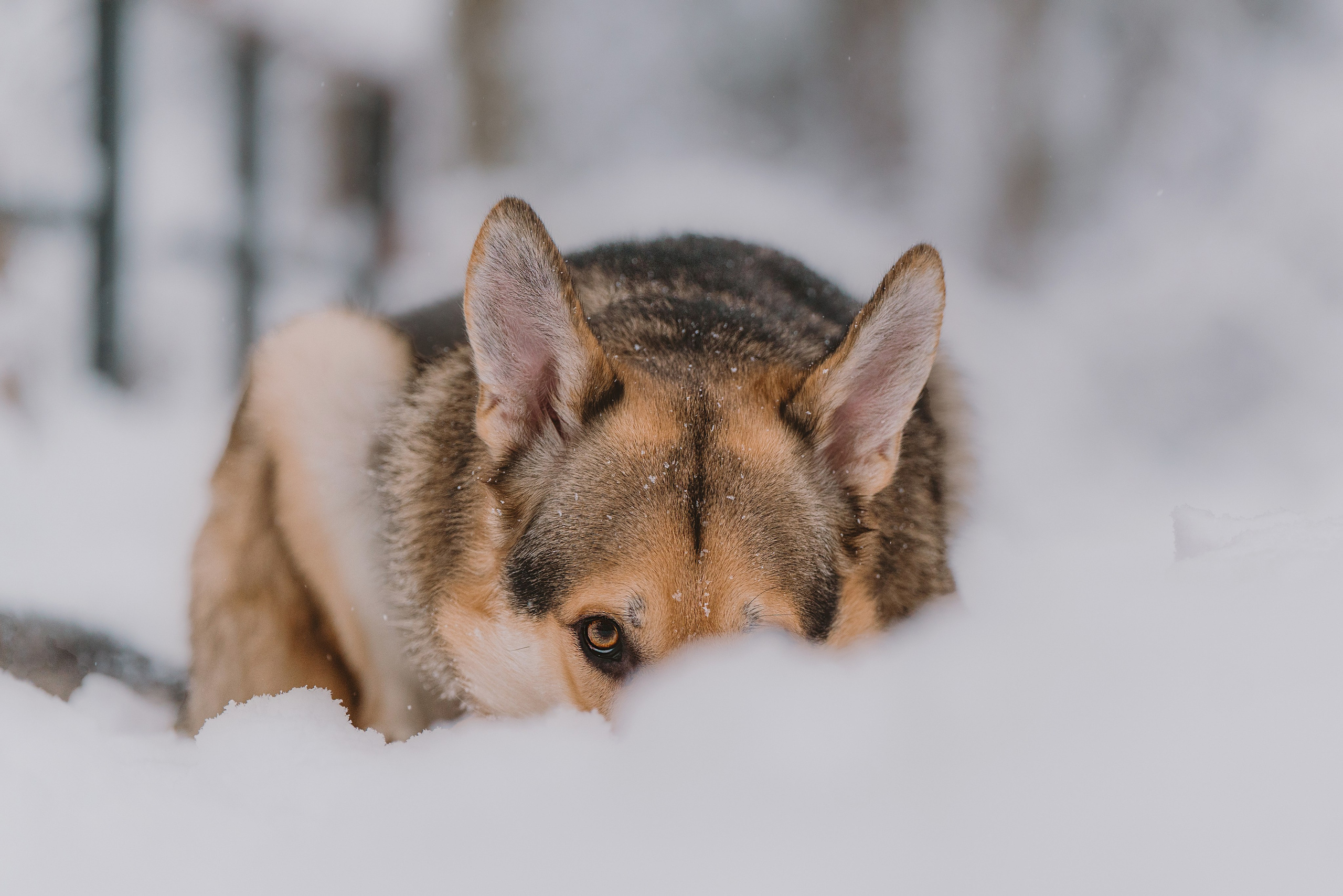 Фотосессия с питомцами на природе. Фотограф анималист в Спб недорого Олеся Майорова