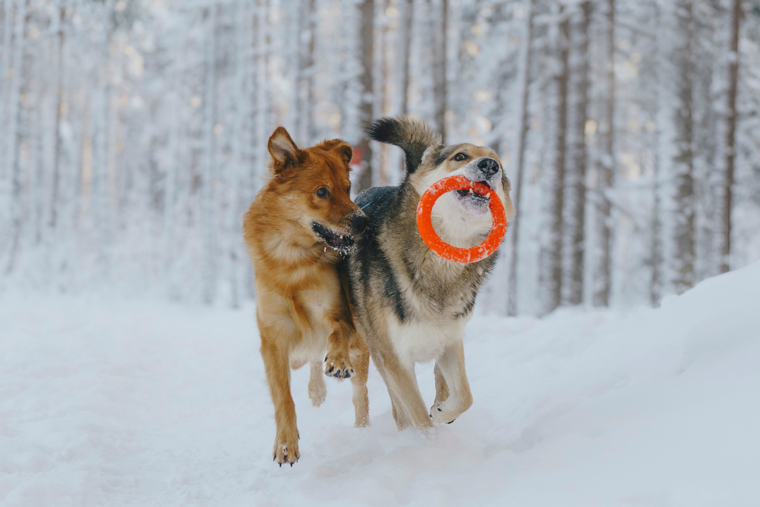 Рэй, Кузя, Ольга и Александр. Фотограф анималист в Спб недорого Олеся Майорова