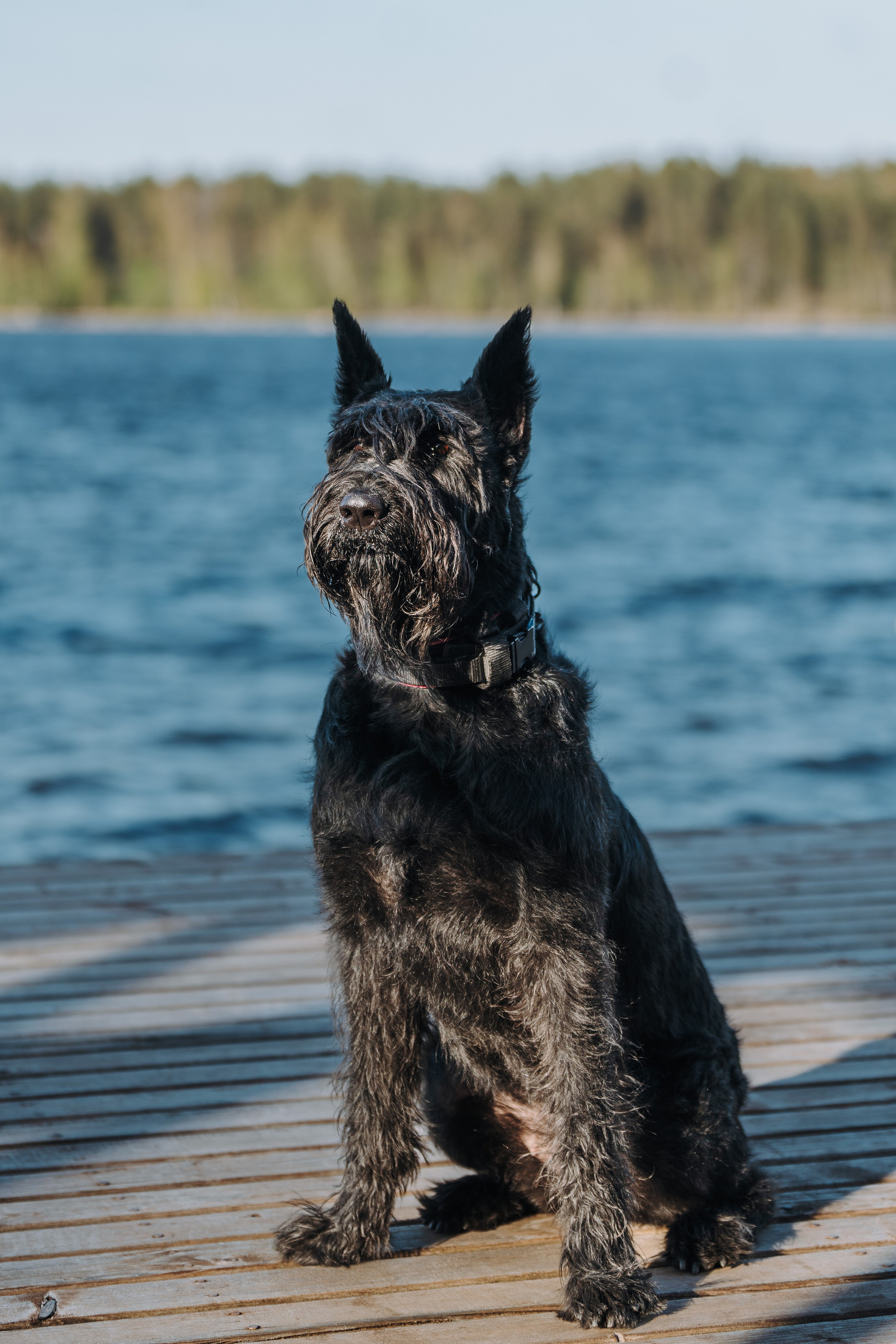 Соревнования по ноузворку в Лосево. Фотограф анималист в Спб недорого Олеся Майорова