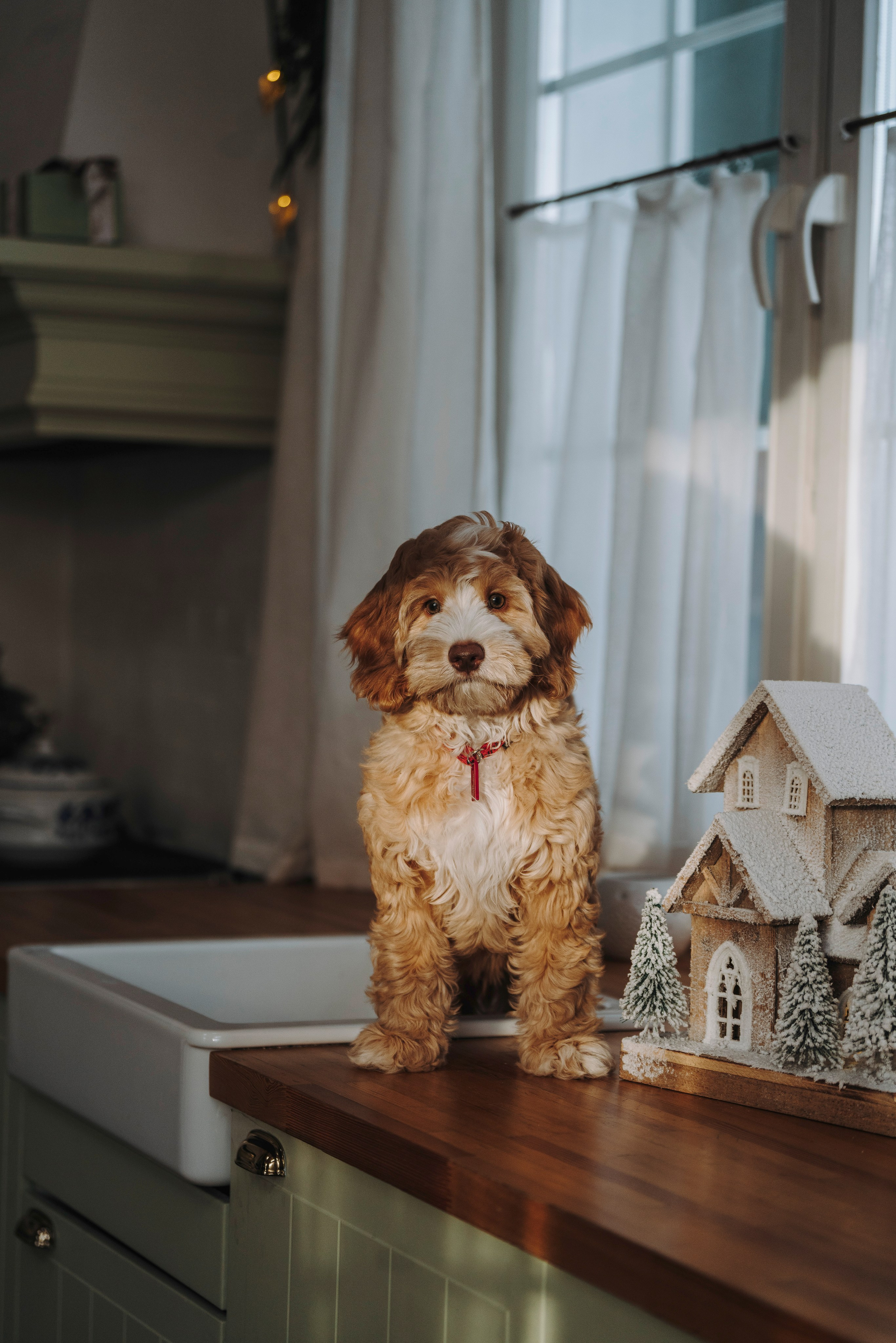Мёрфи, Таня и Антон. Фотограф анималист в Спб недорого Олеся Майорова