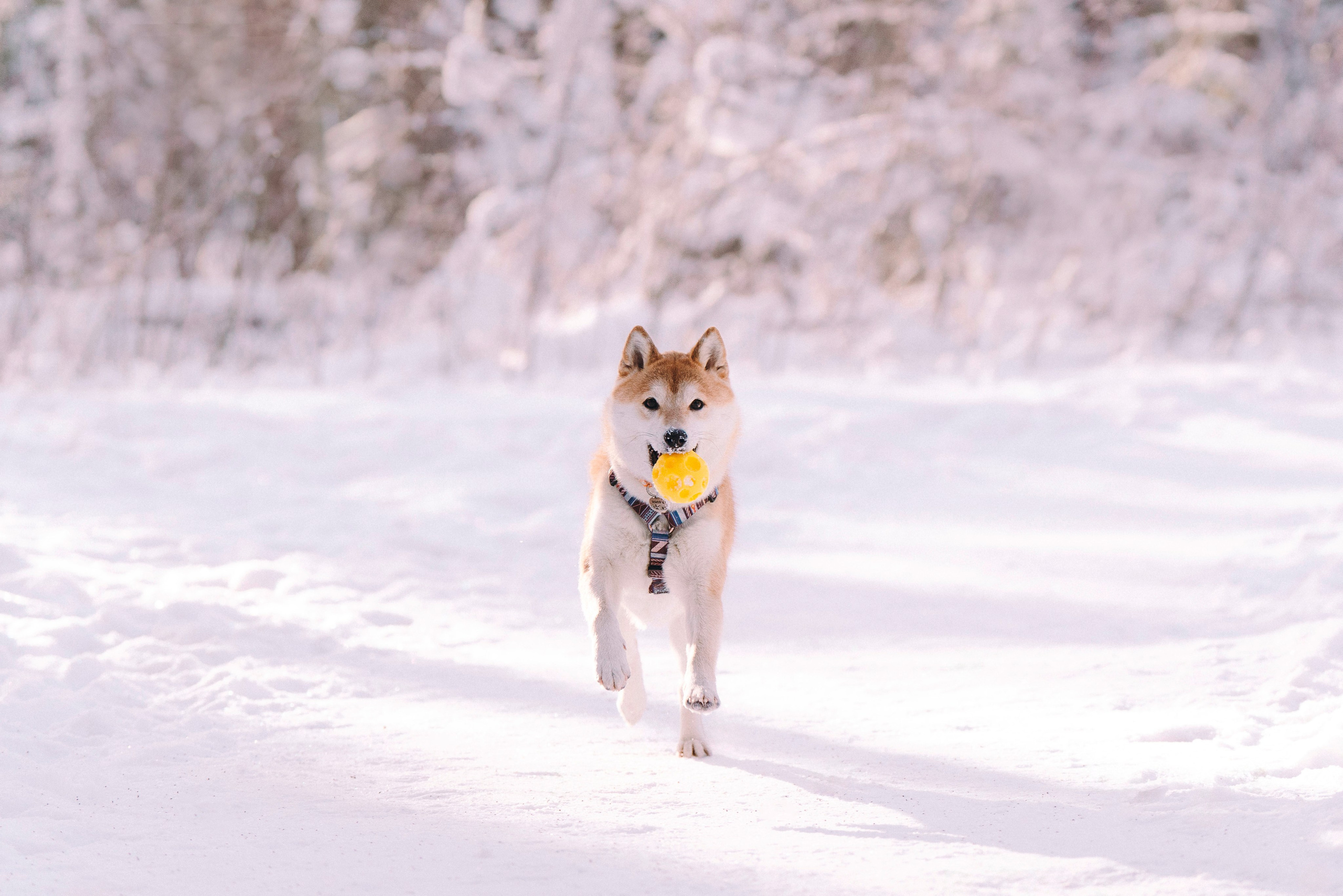 Каори, Анна и Антон. Фотограф анималист в Спб недорого Олеся Майорова