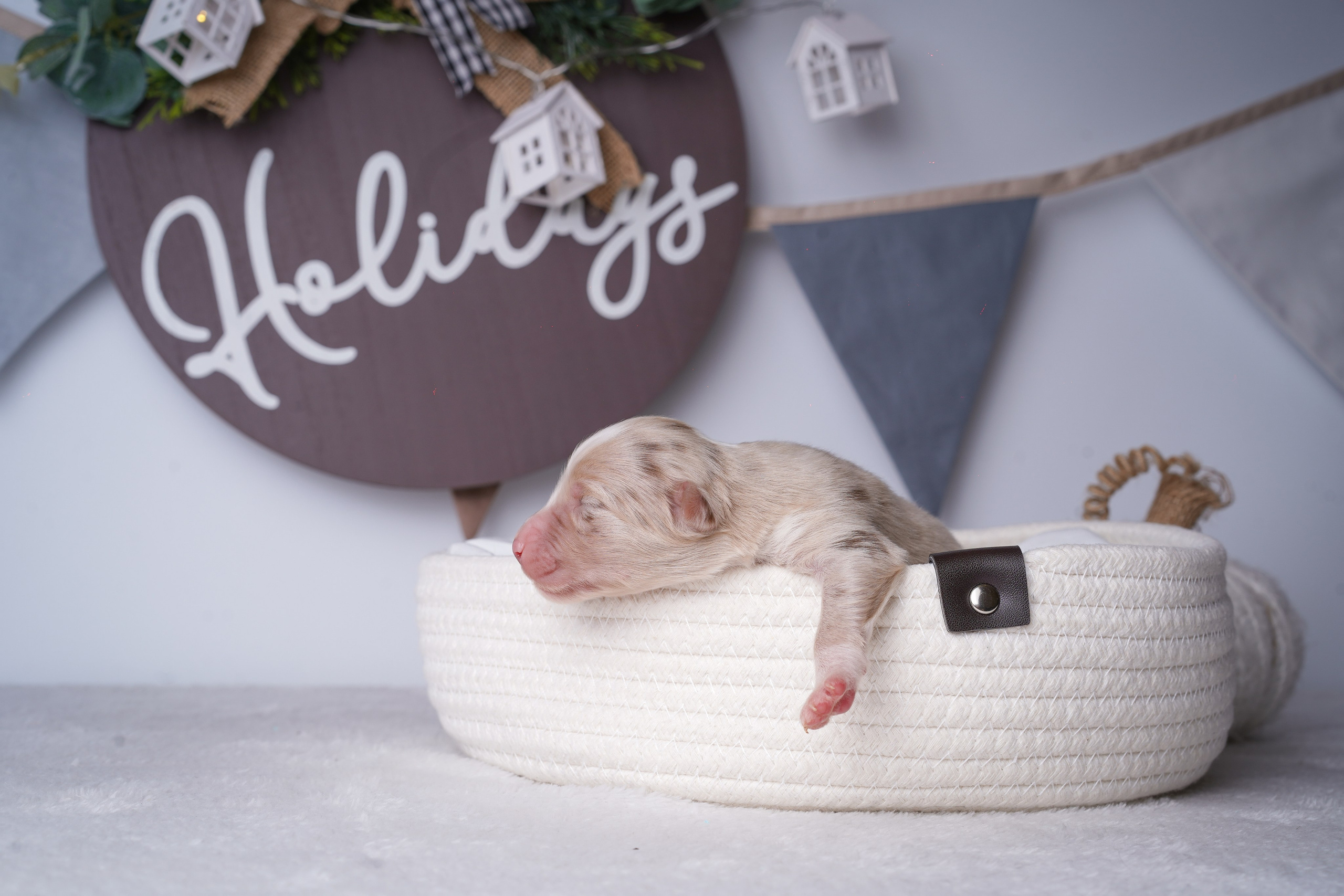 Щенули аусси. Фотограф-анималист в Санкт-Петербурге Яна Мартынова