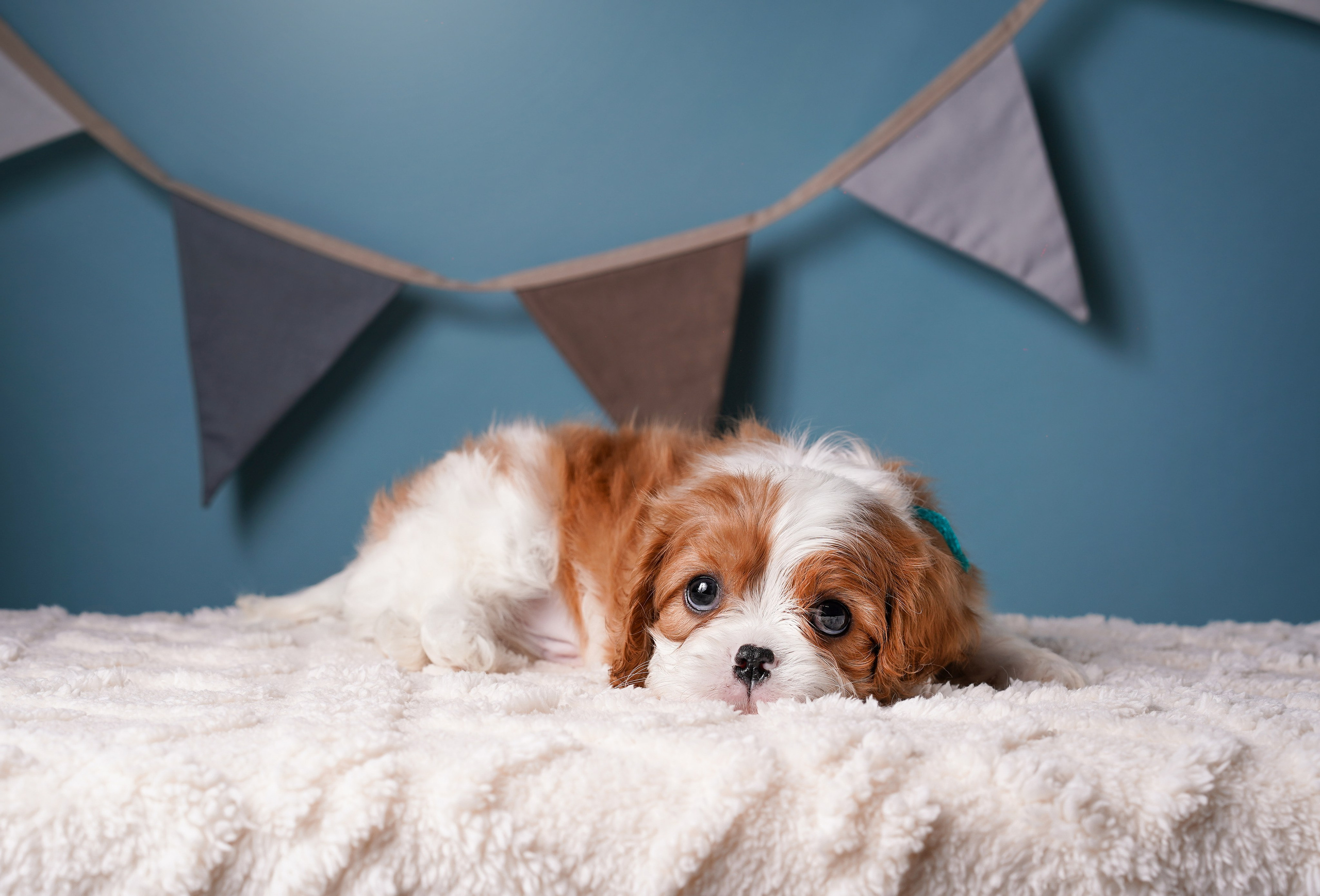 Щенки кавалера. Фотограф-анималист в Санкт-Петербурге Яна Мартынова