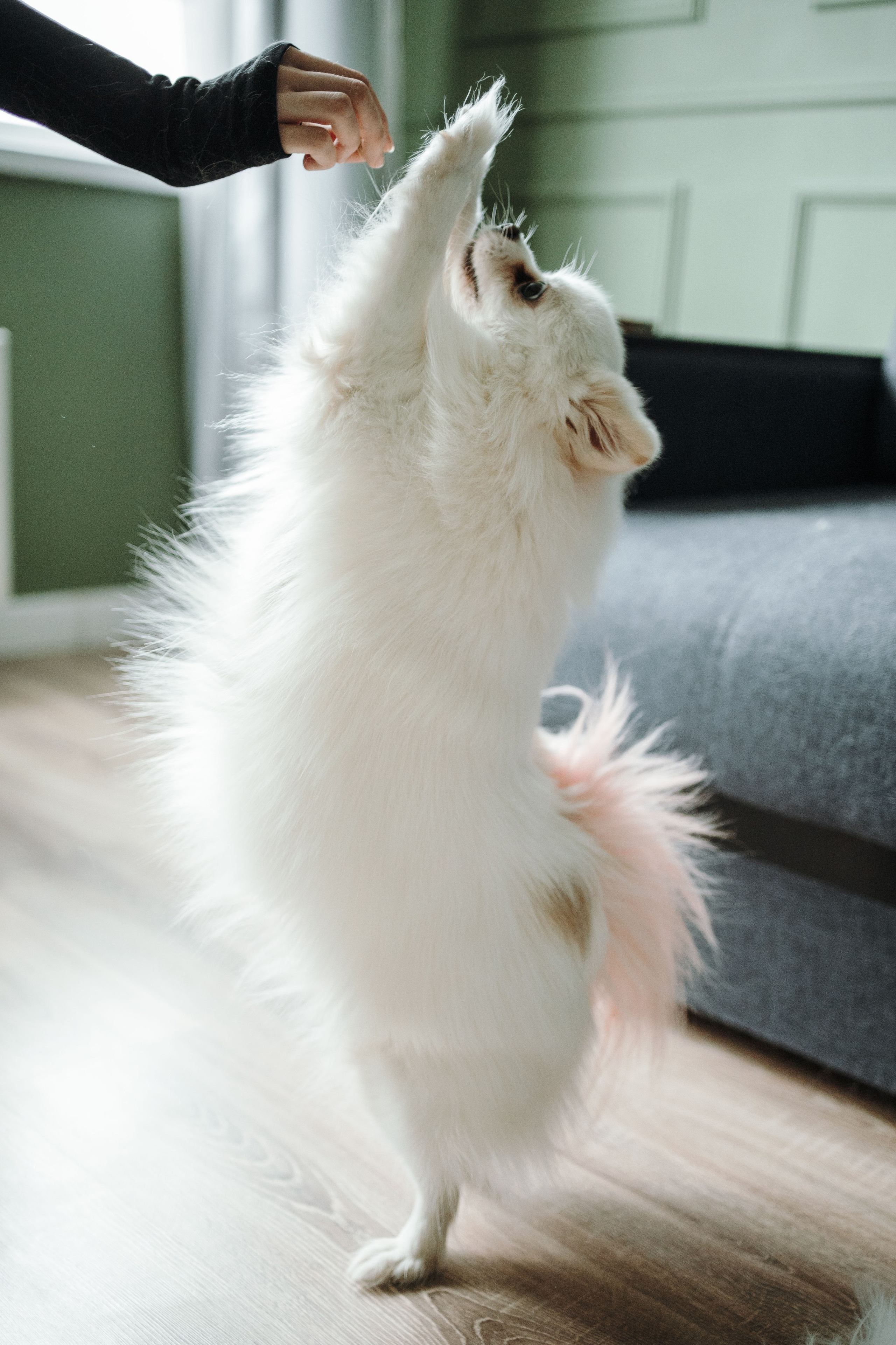 Шпиц Мася и ее семья