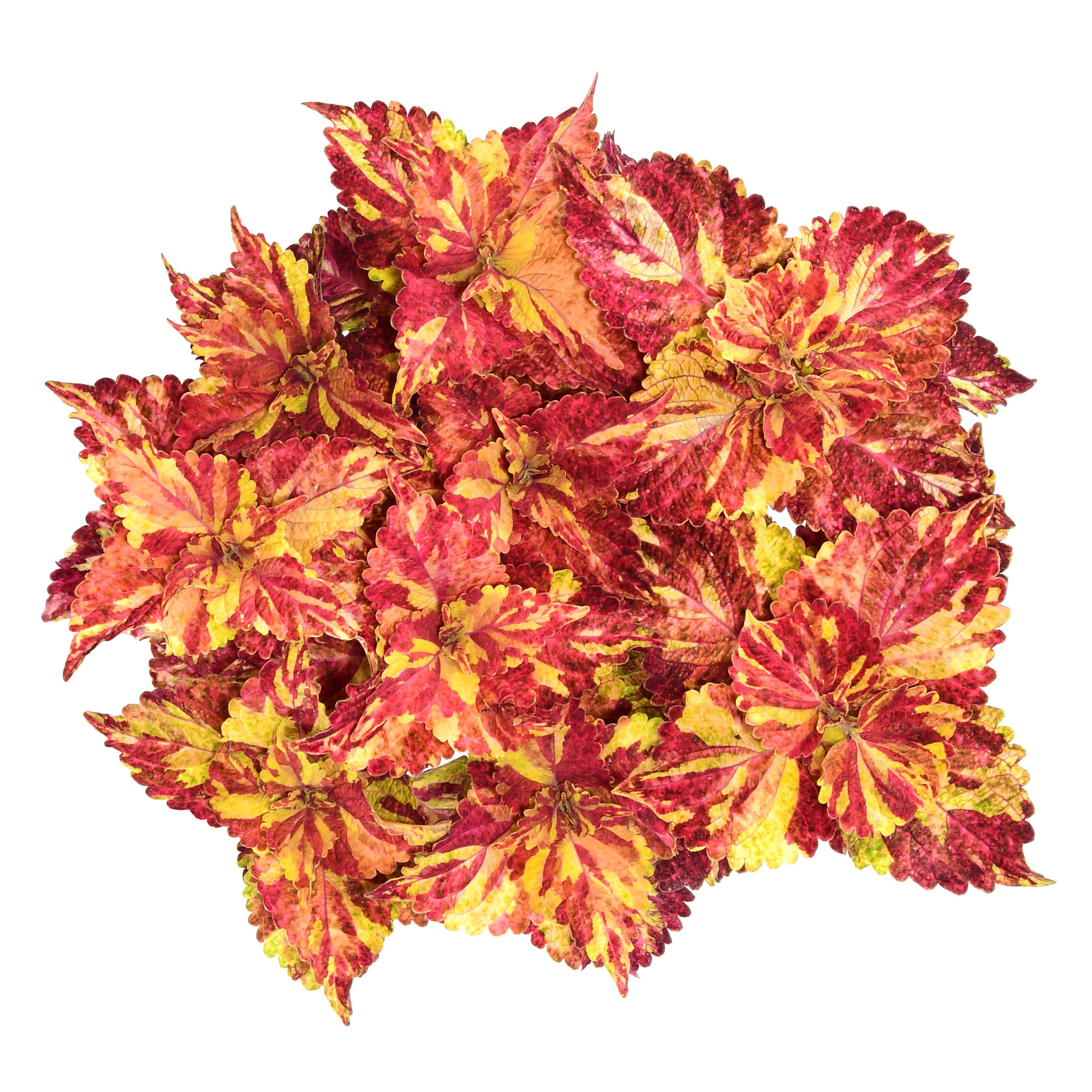 колеус вид сверху