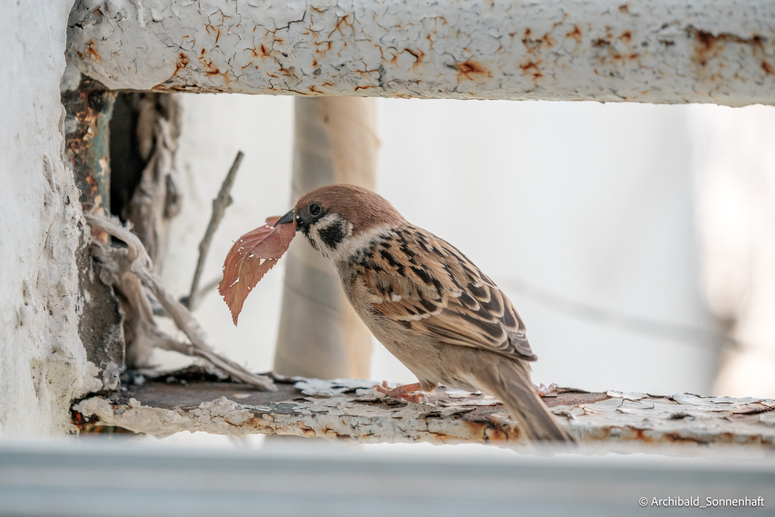 Balcony sparrows. Photographer in Guangzhou, China. Archibald Sonnenhaft