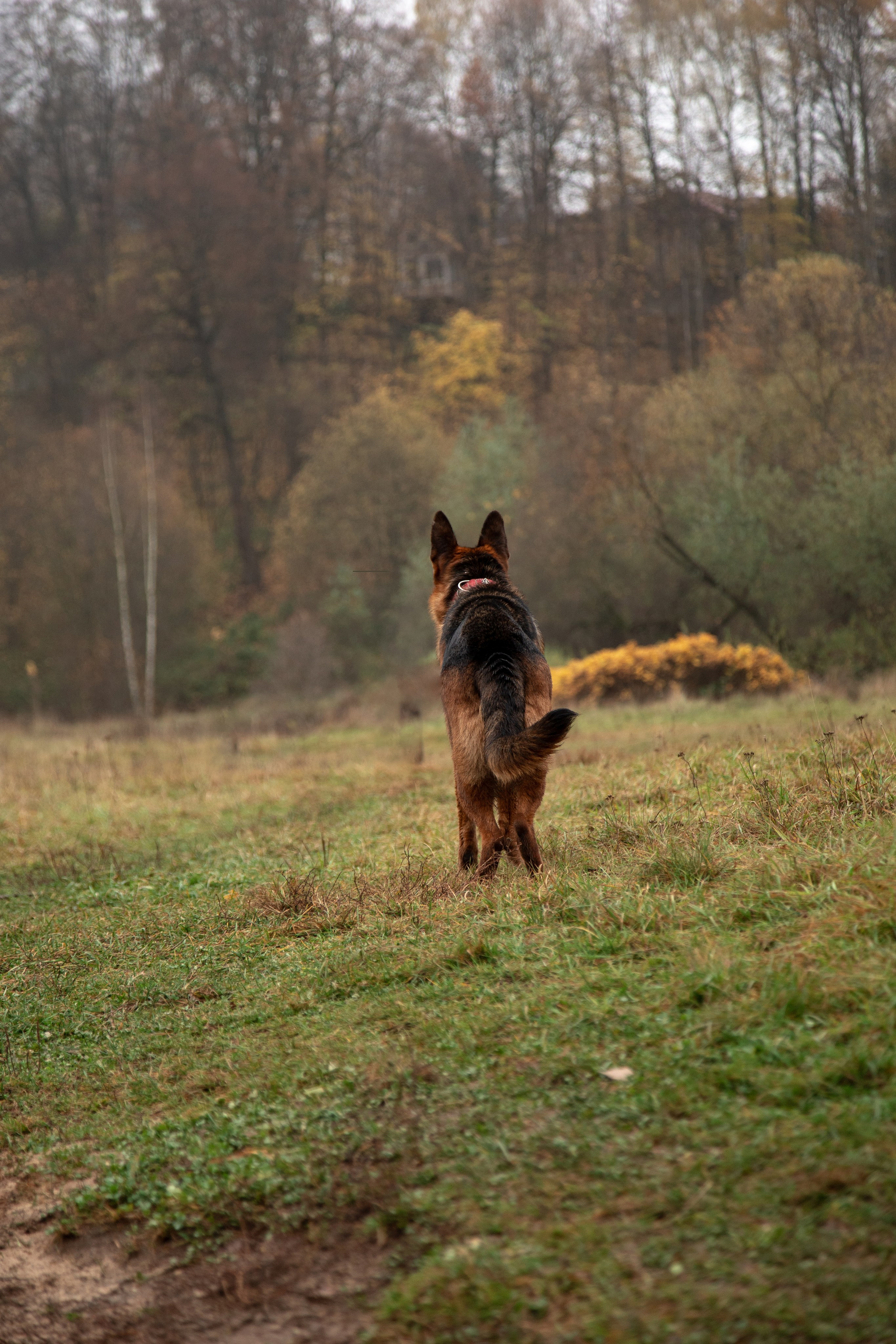 Съемка питомцев. ГЛАЗА РАЗБЕГАЮТСЯ