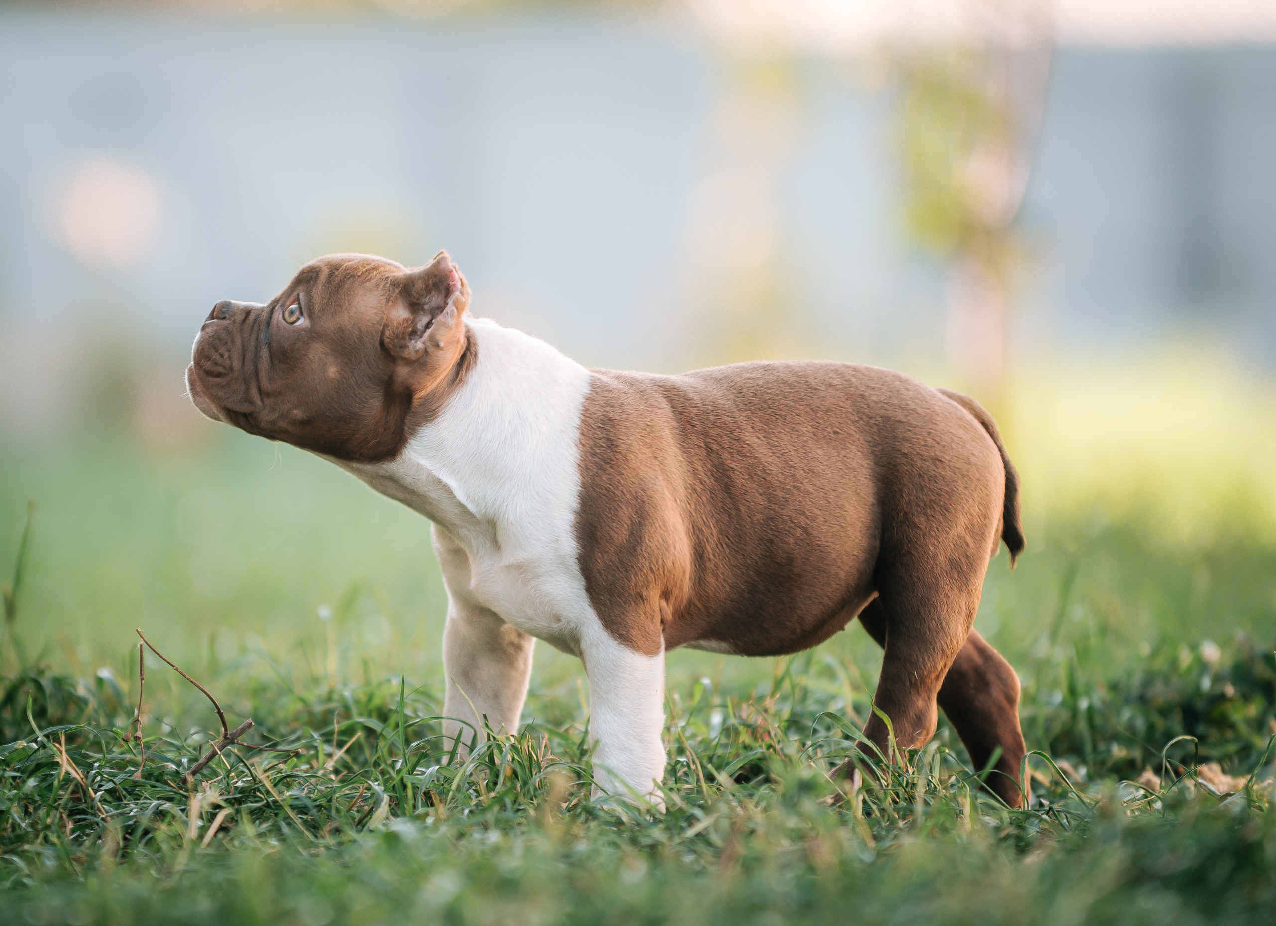 Американский булли щенки. Главная