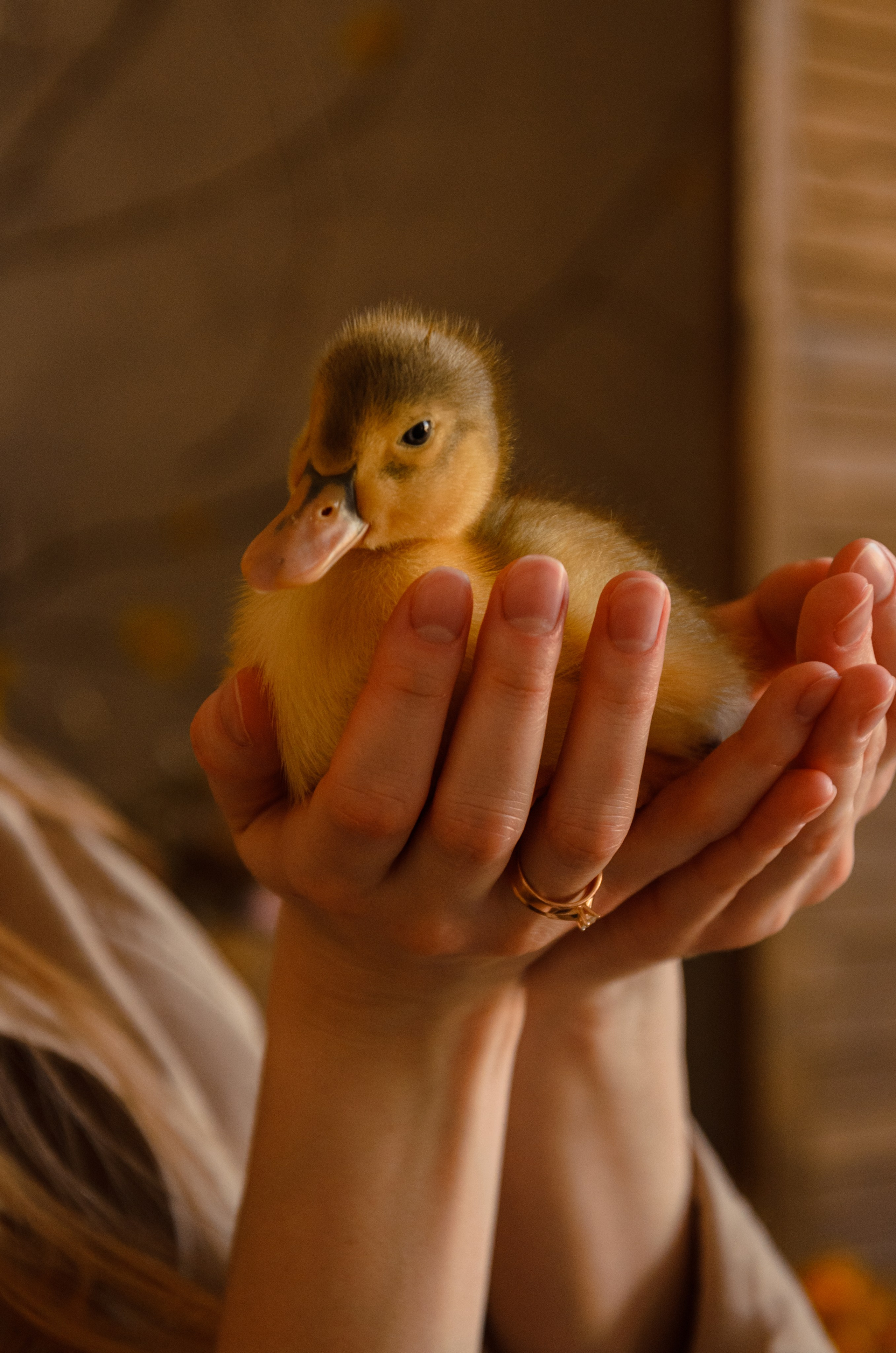 Утиные истории. Фотографы в Тюмени Андрей и Лидия Войвод