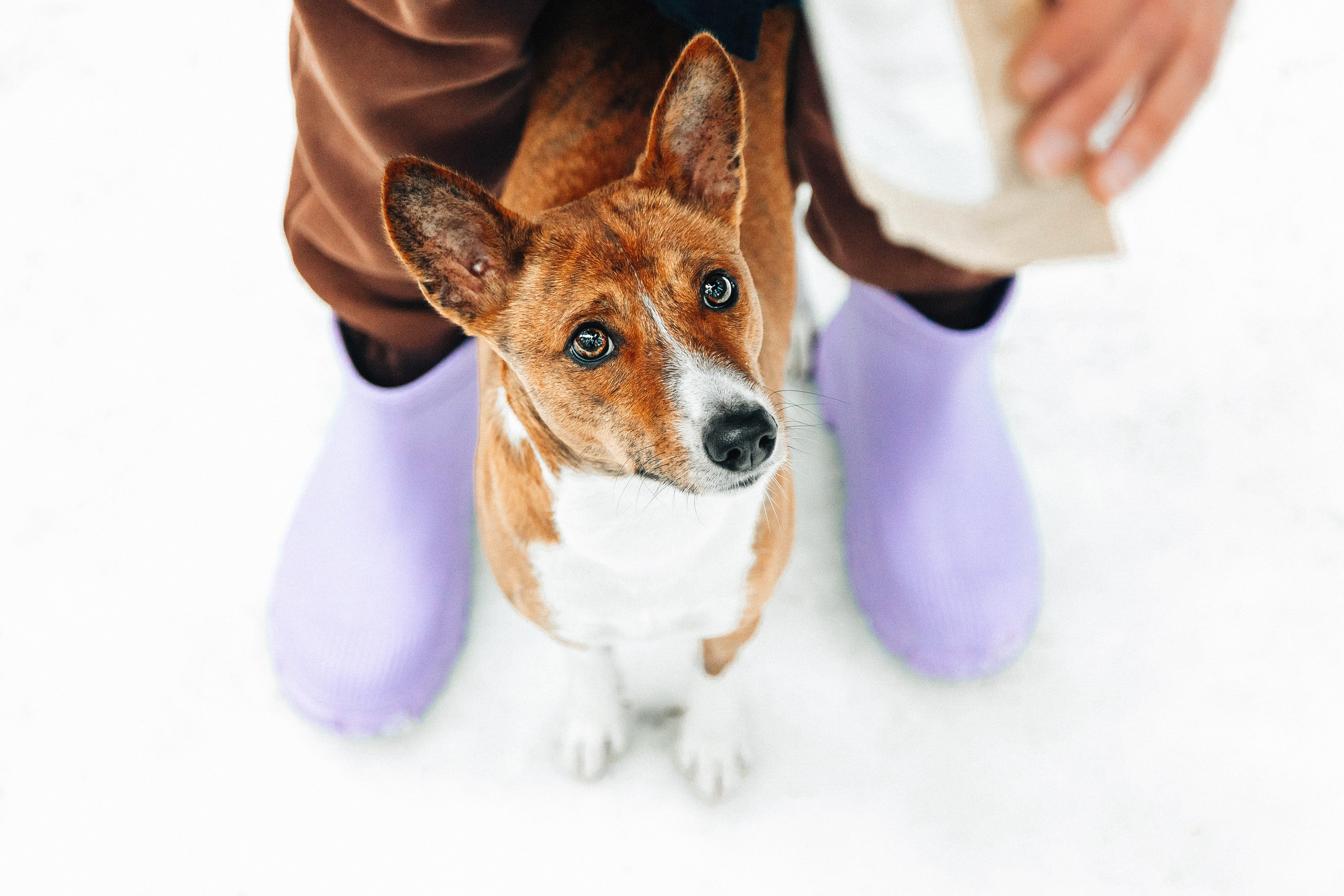 Басенджи Мэнни. Htykk_photo