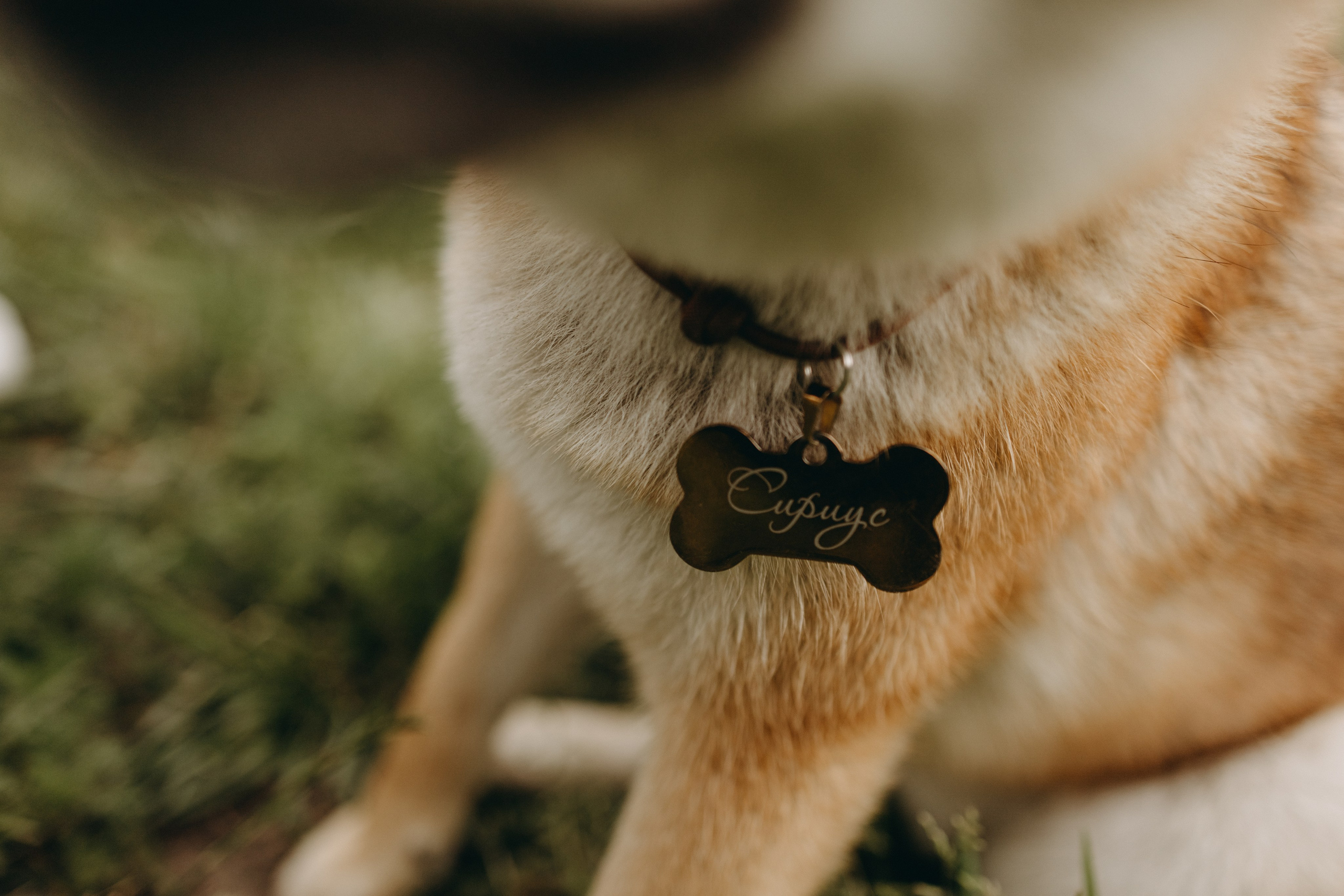 Сириус и его семья. Фотограф — Анималист | Санкт-Петербург