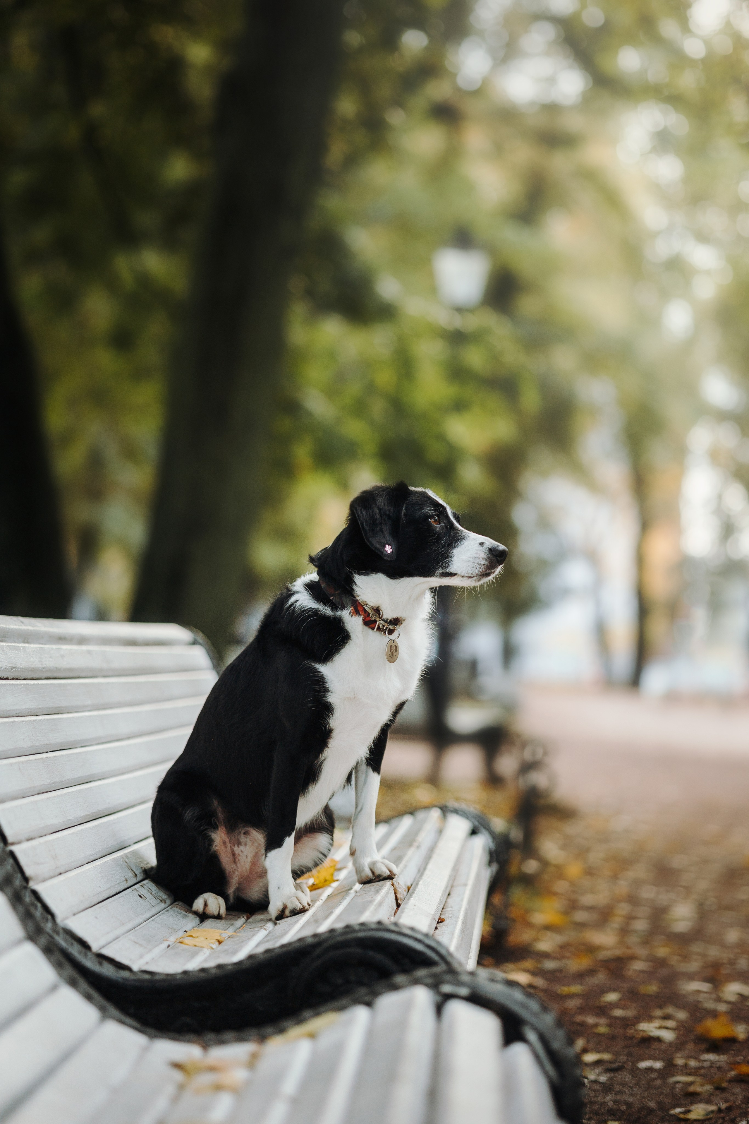 Мишель и ее семья. Фотограф — Анималист | Санкт-Петербург