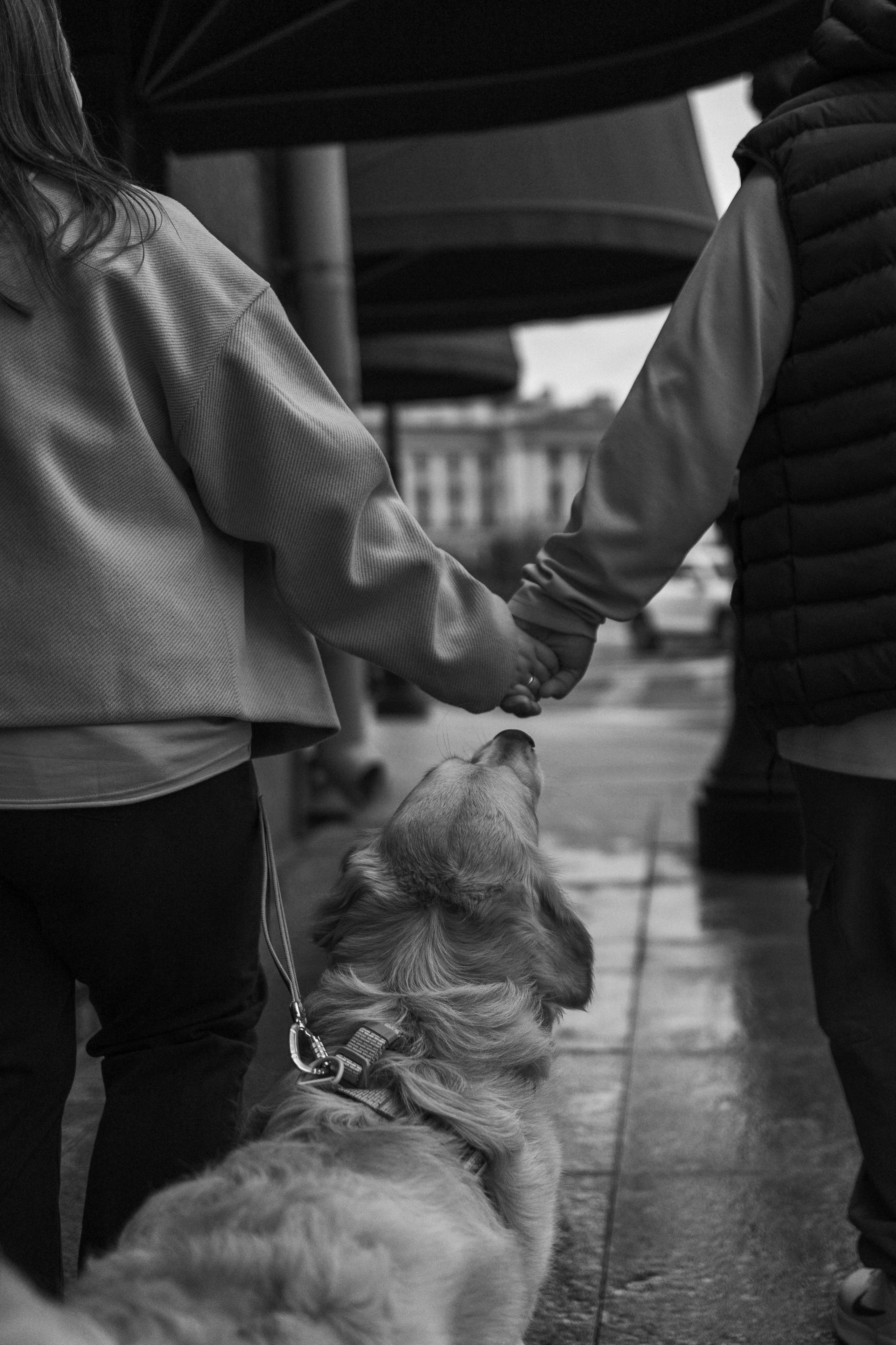 Бетти и ее семья. Фотограф — Анималист | Санкт-Петербург