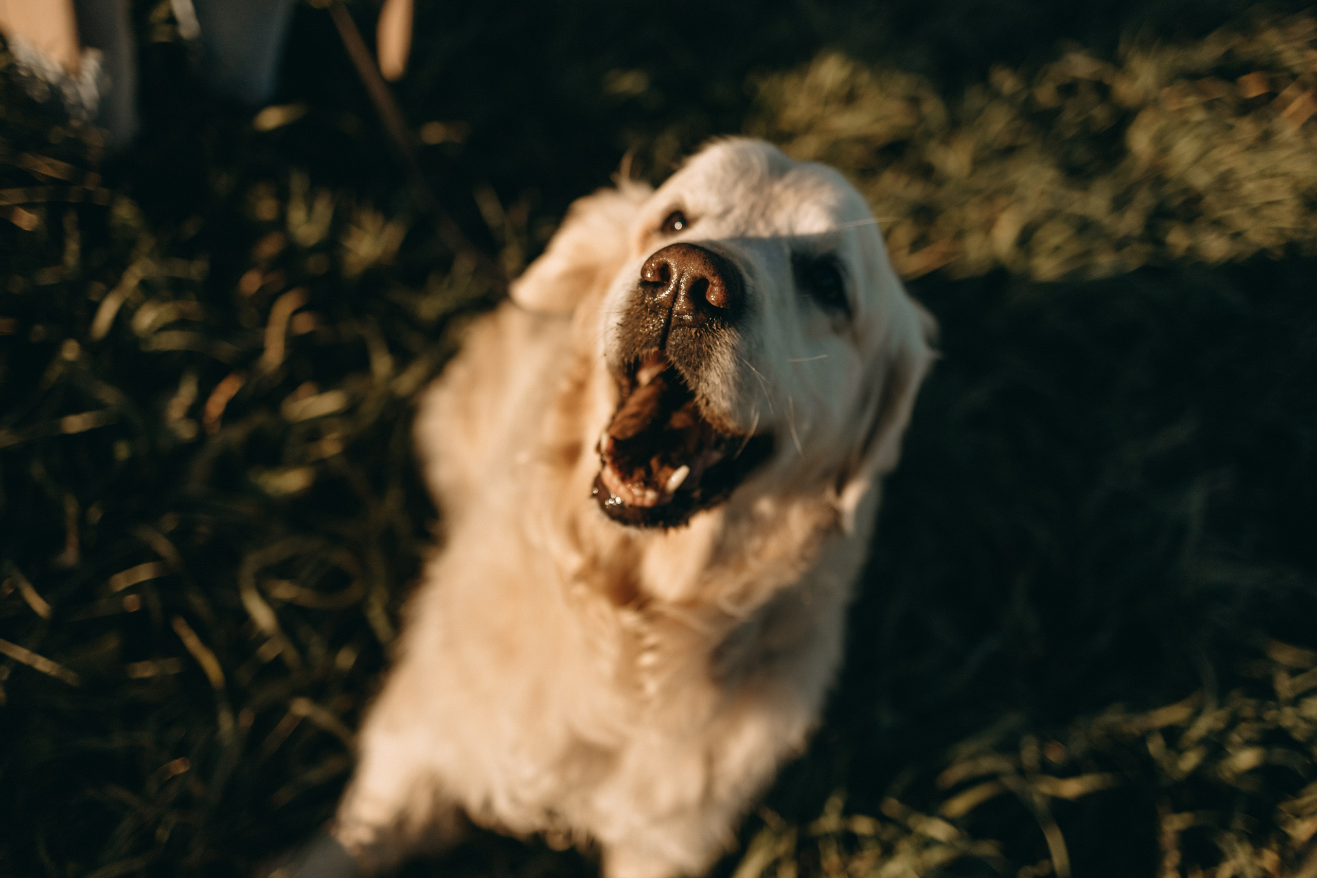 Лера и Скай. Фотограф — Анималист | Санкт-Петербург