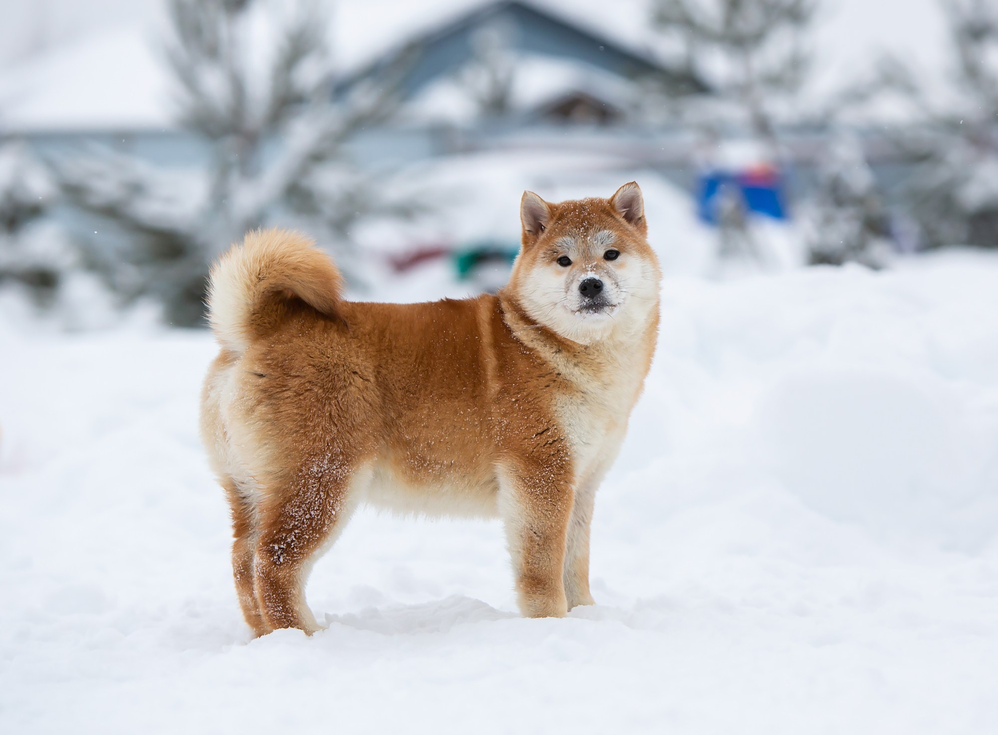 СИБА. SHIOMARU Питомник сиба и акита-ину