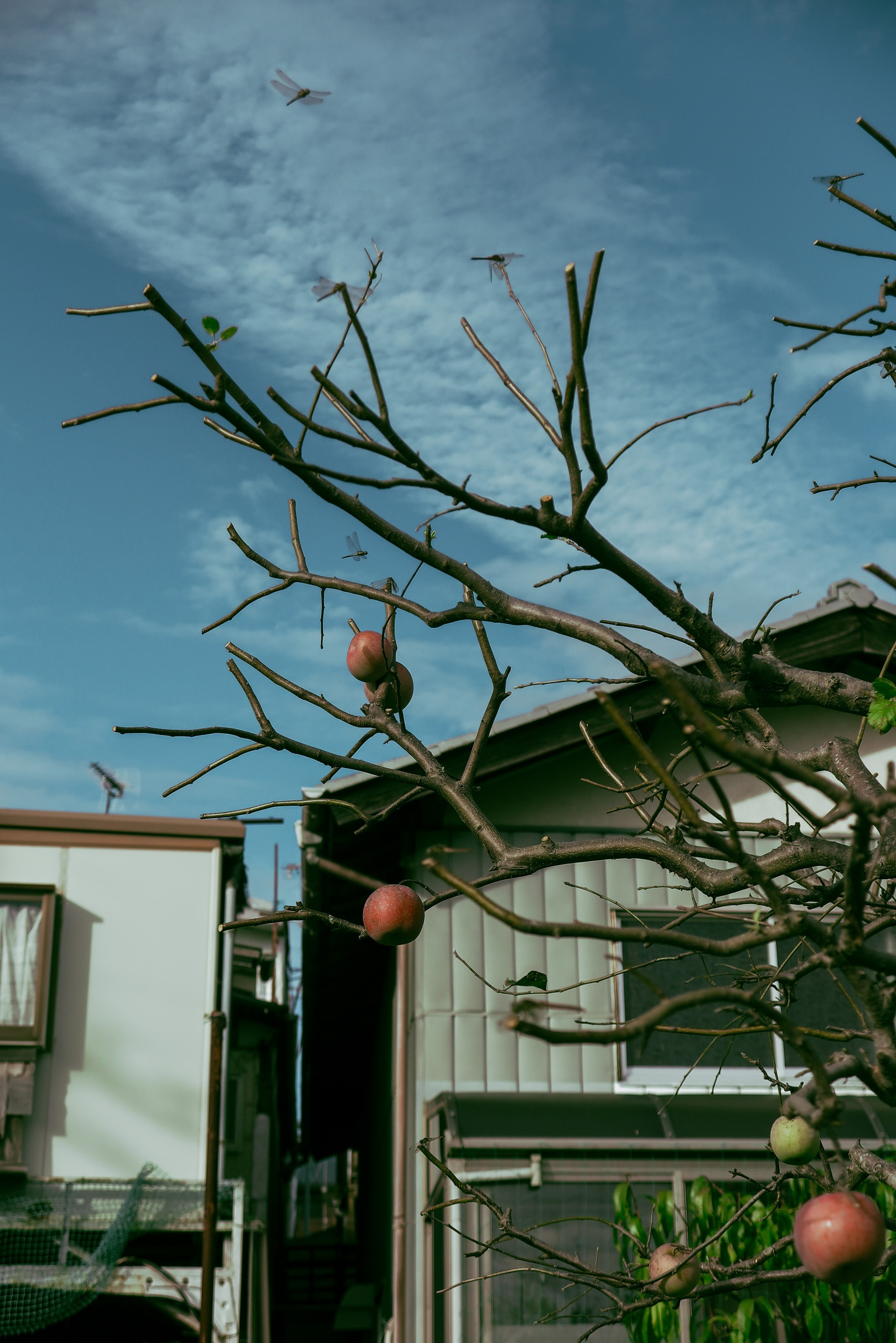 日本. Фотограф Москва