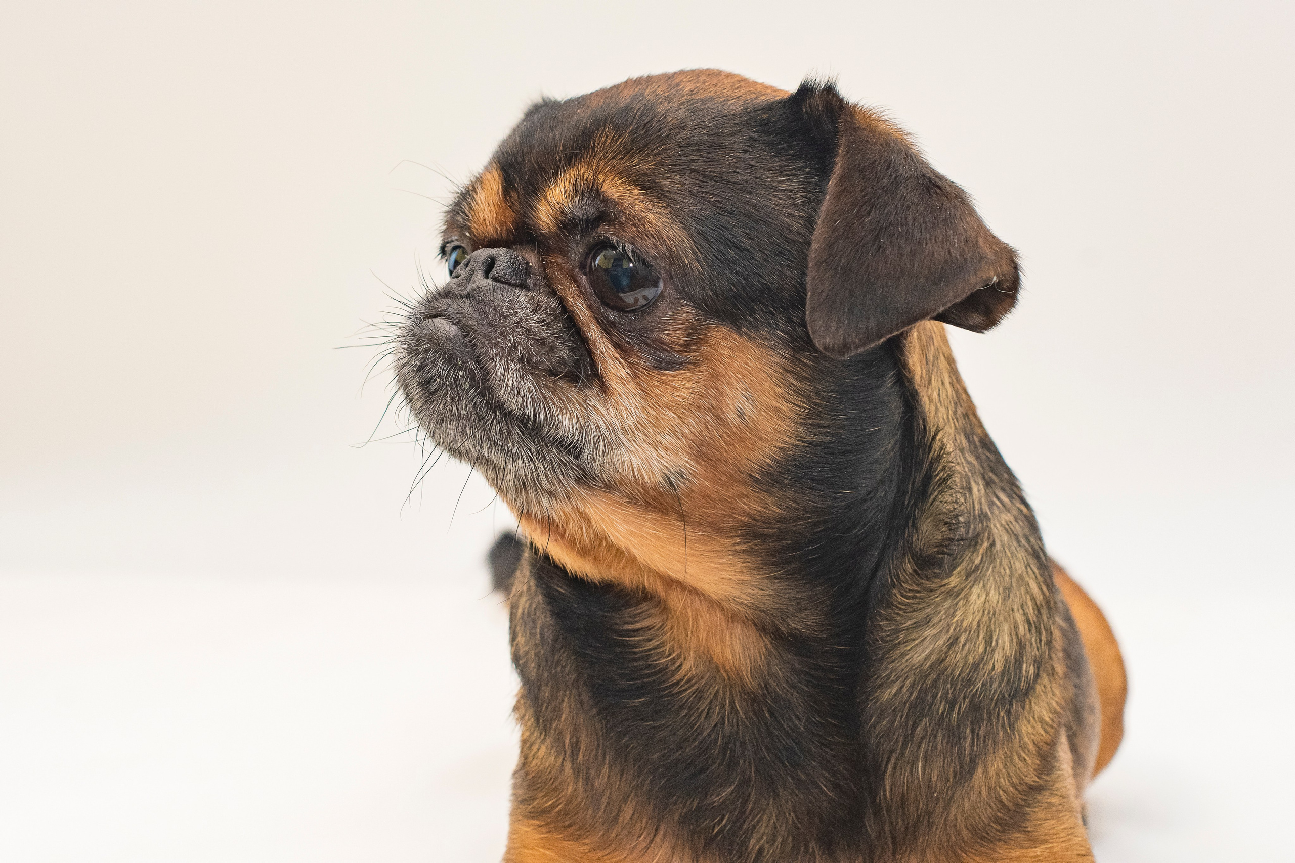 Животные. Фотограф в Москве Демьян Лопатов