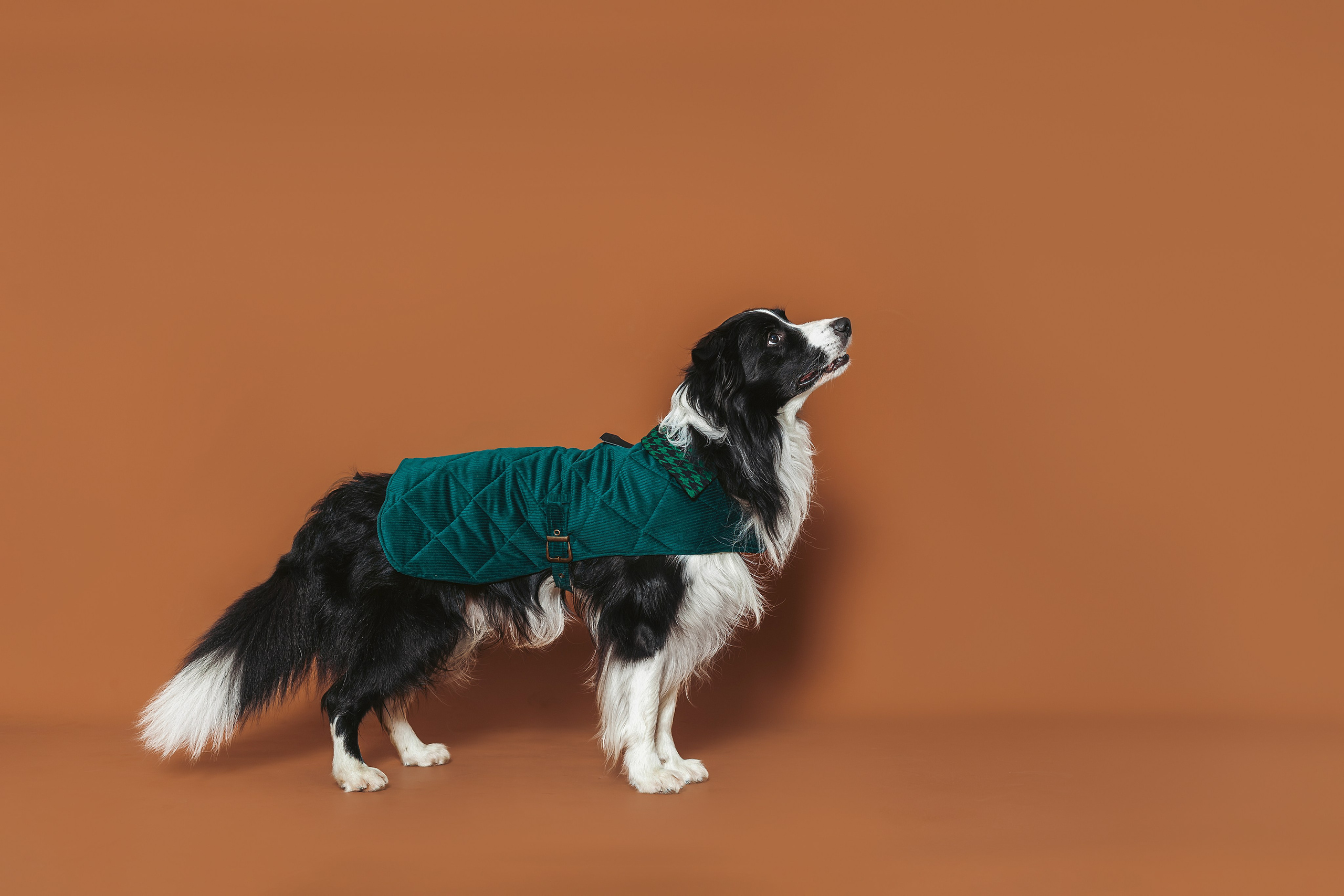 Съемка для бренда TEDDYBOY. Фотограф-анималист Татьяна Степанова