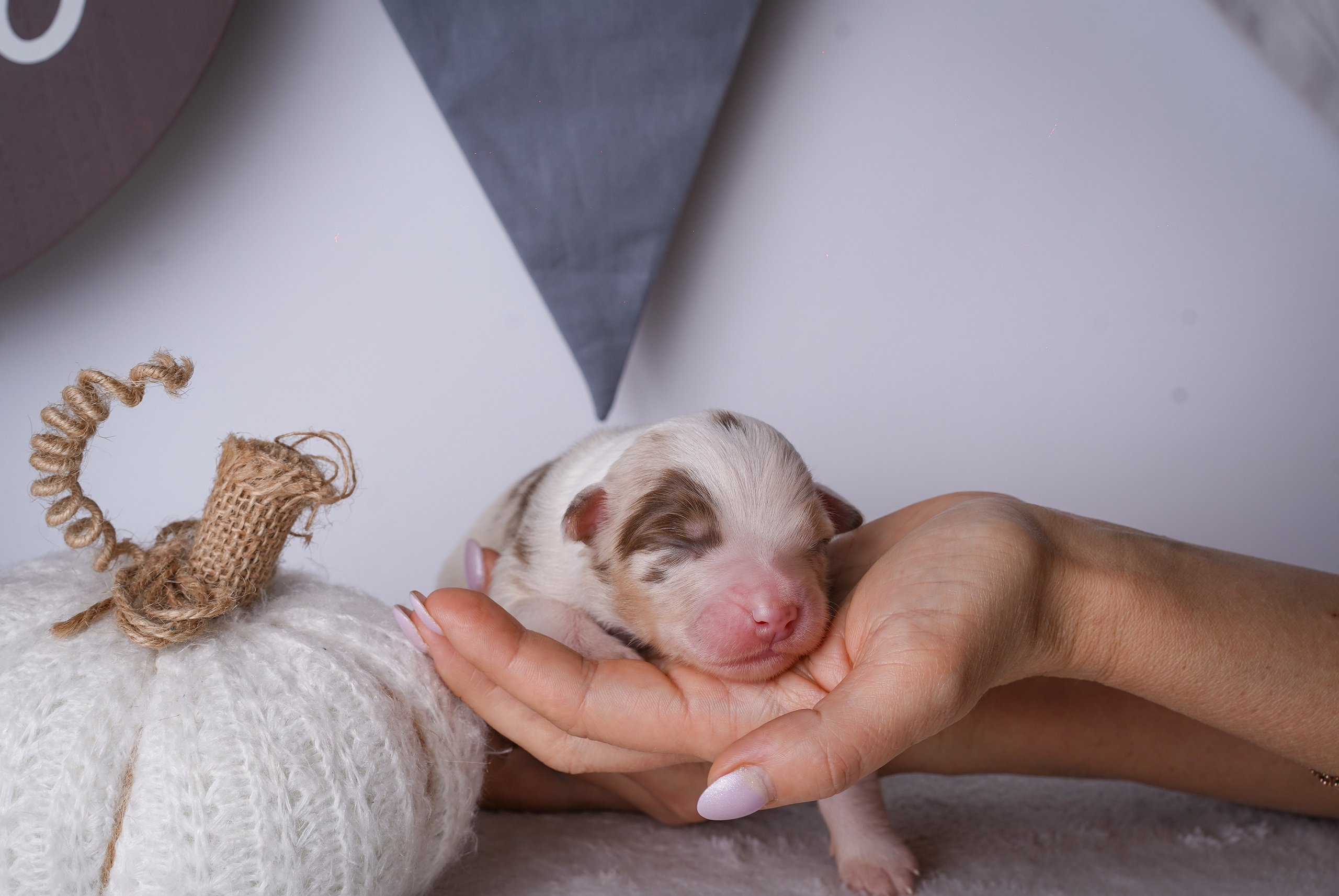 Щенули аусси. Фотограф-анималист в Санкт-Петербурге Яна Мартынова