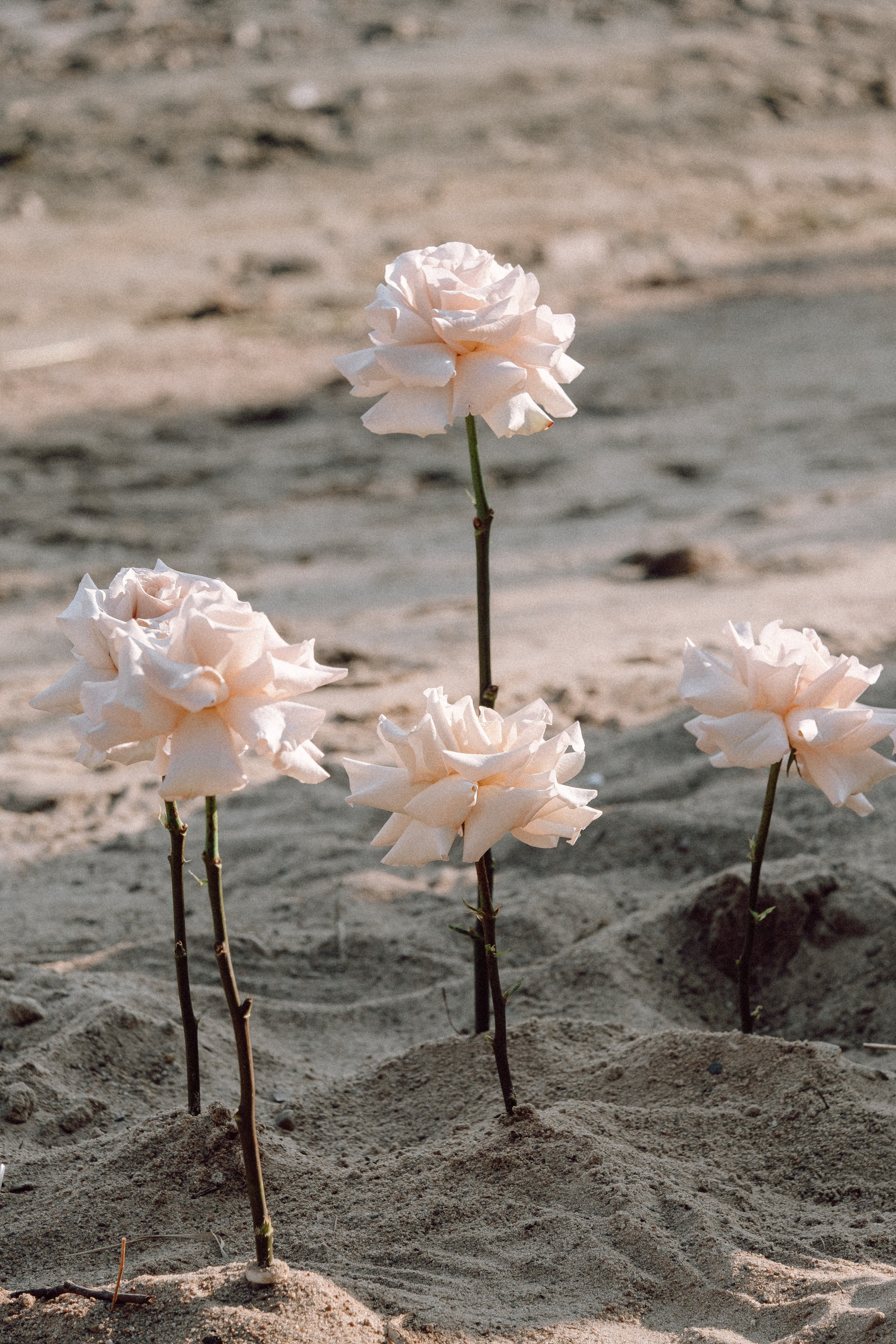 СВАДЕБНАЯ ФОТОСЕССИЯ ВЫЕЗДНОЙ ЦЕРЕМОНИИ (ФИНСКИЙ ЗАЛИВ). Профессиональный фотограф, Санкт-Петербург — Виктория Богомолова