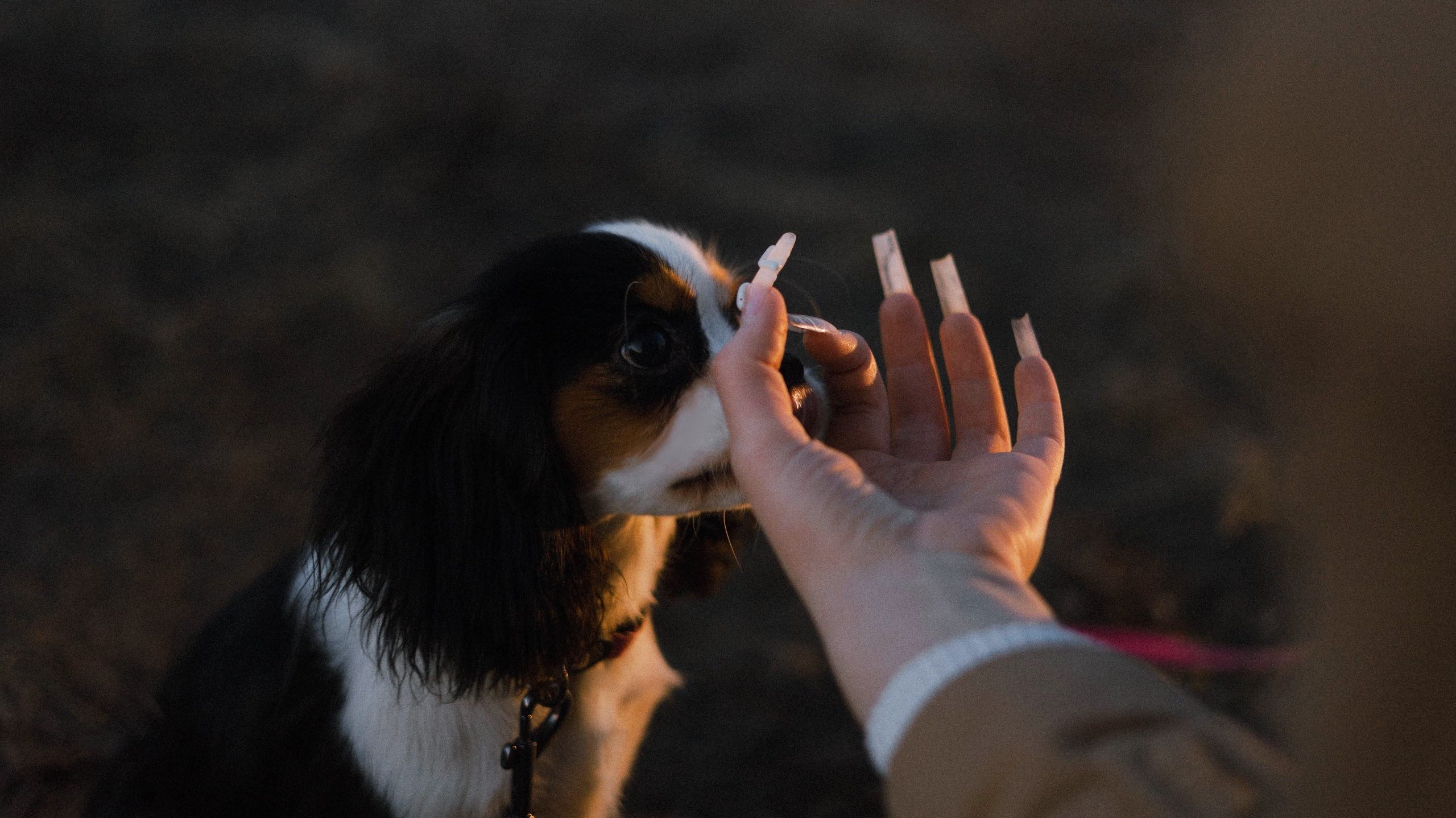 Ангелина и Йен. Фотограф-анималист Богданова Полина