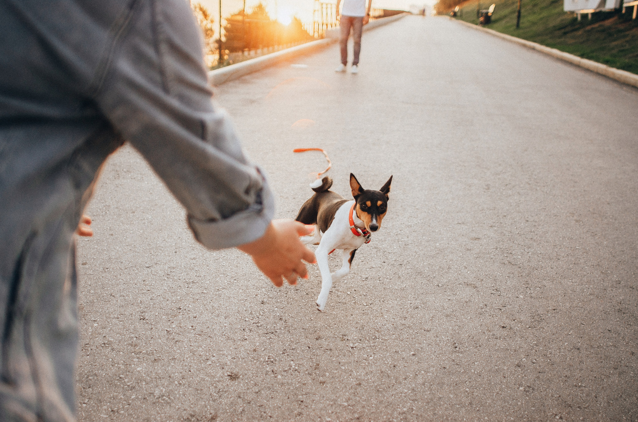 Лена, Никита и Эсма. Фотограф-анималист Богданова Полина