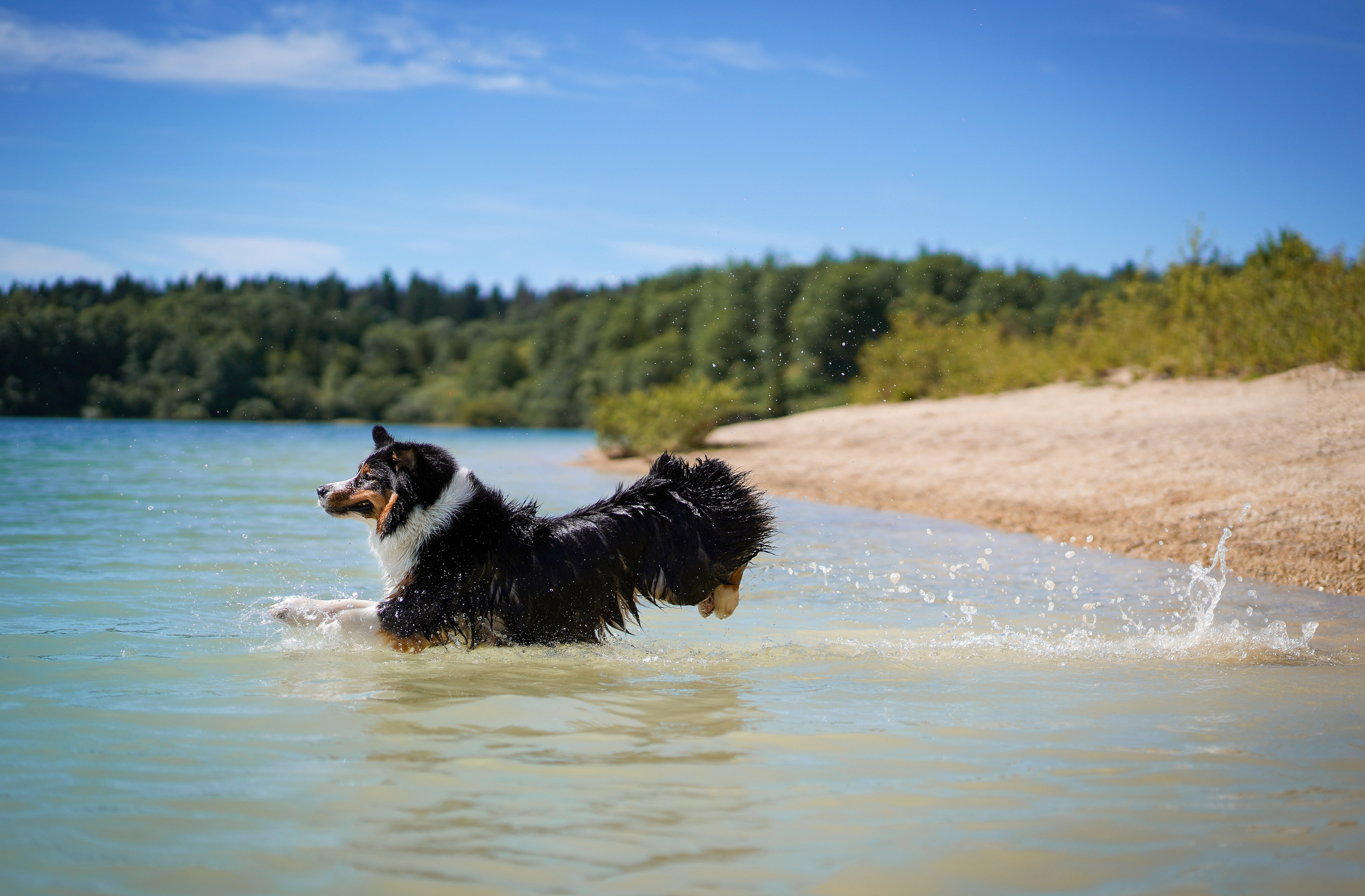 Аусси на карьерах. Фотограф-анималист в Санкт-Петербурге Яна Мартынова