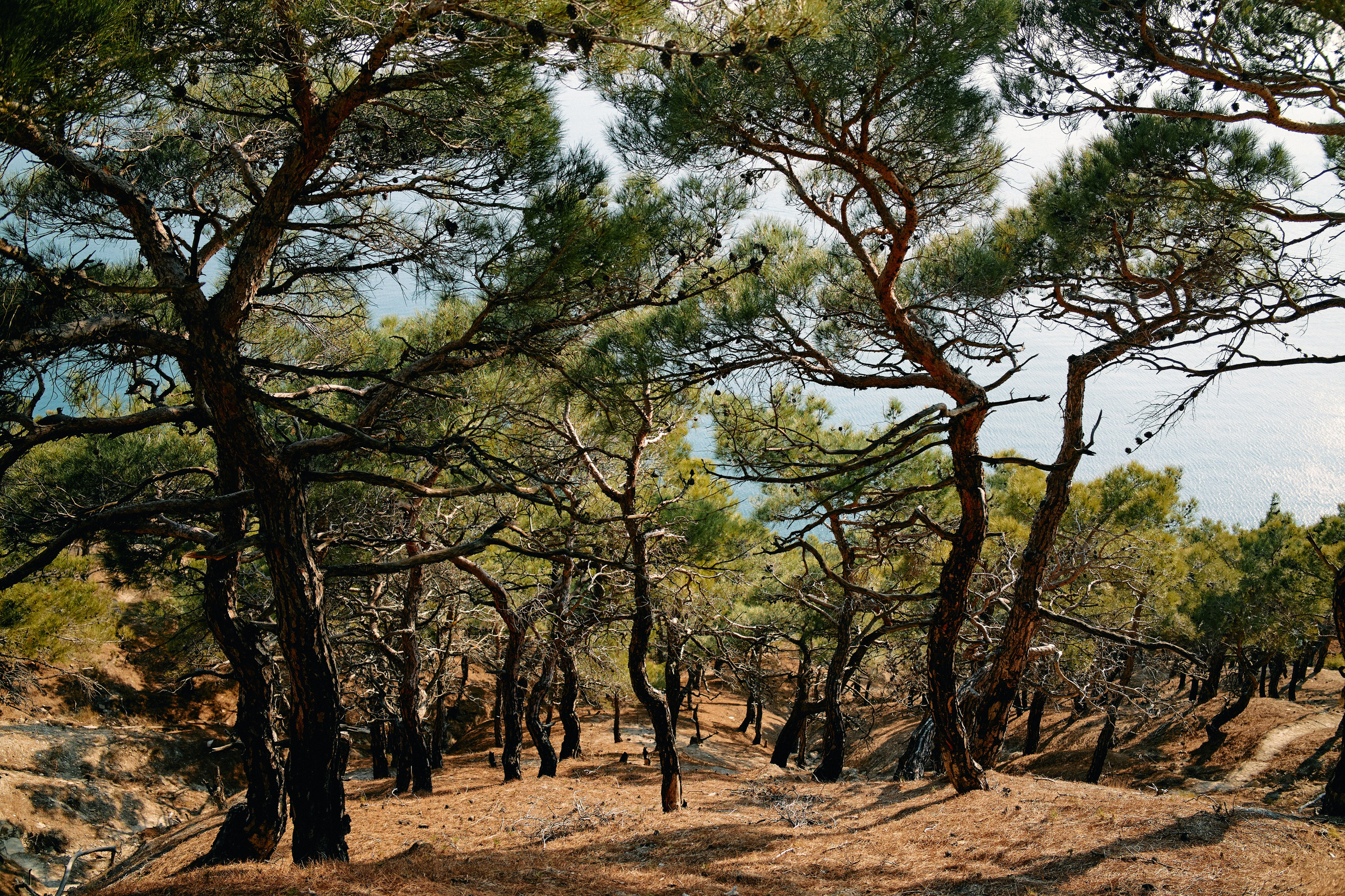 Юг России. Профессиональный Фотограф во Владимире, в Москве и в Суздале — Полина Романычева
