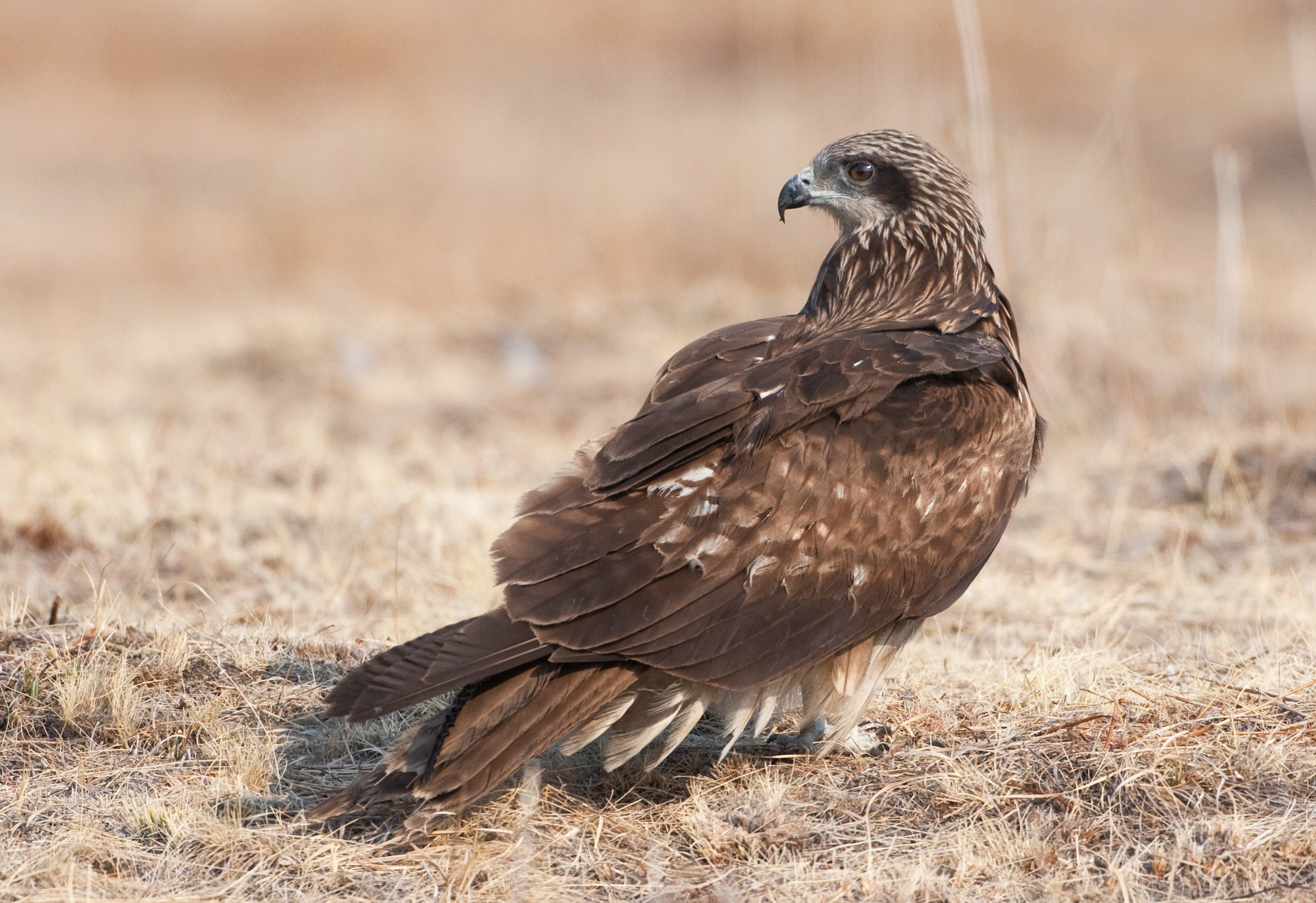 Монголия. Фотограф Владимир Медведев