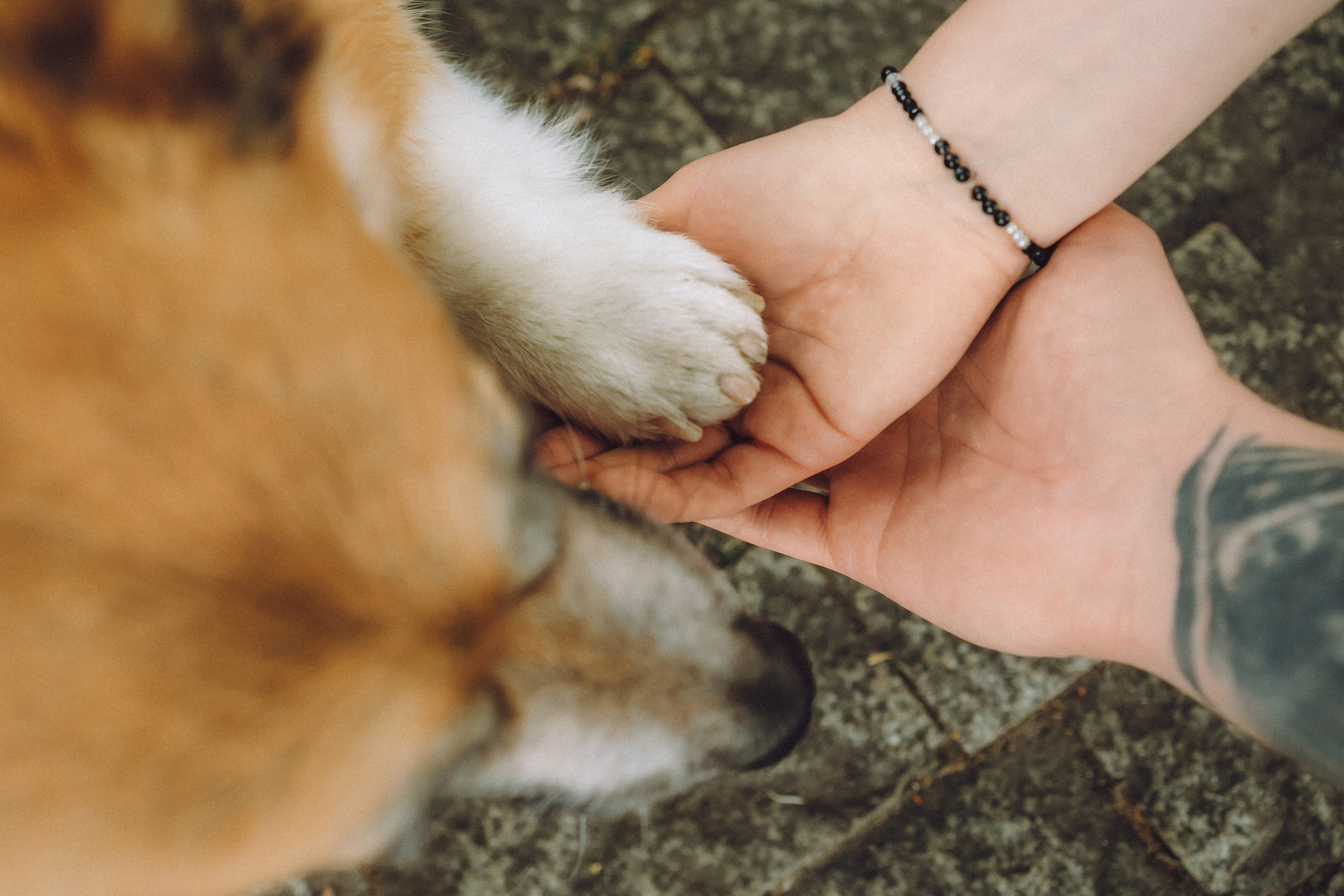 Ира, Леша и Харли