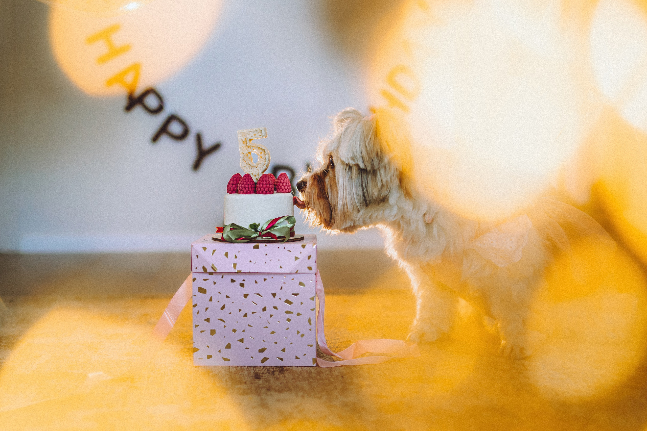 День Рождения Шу