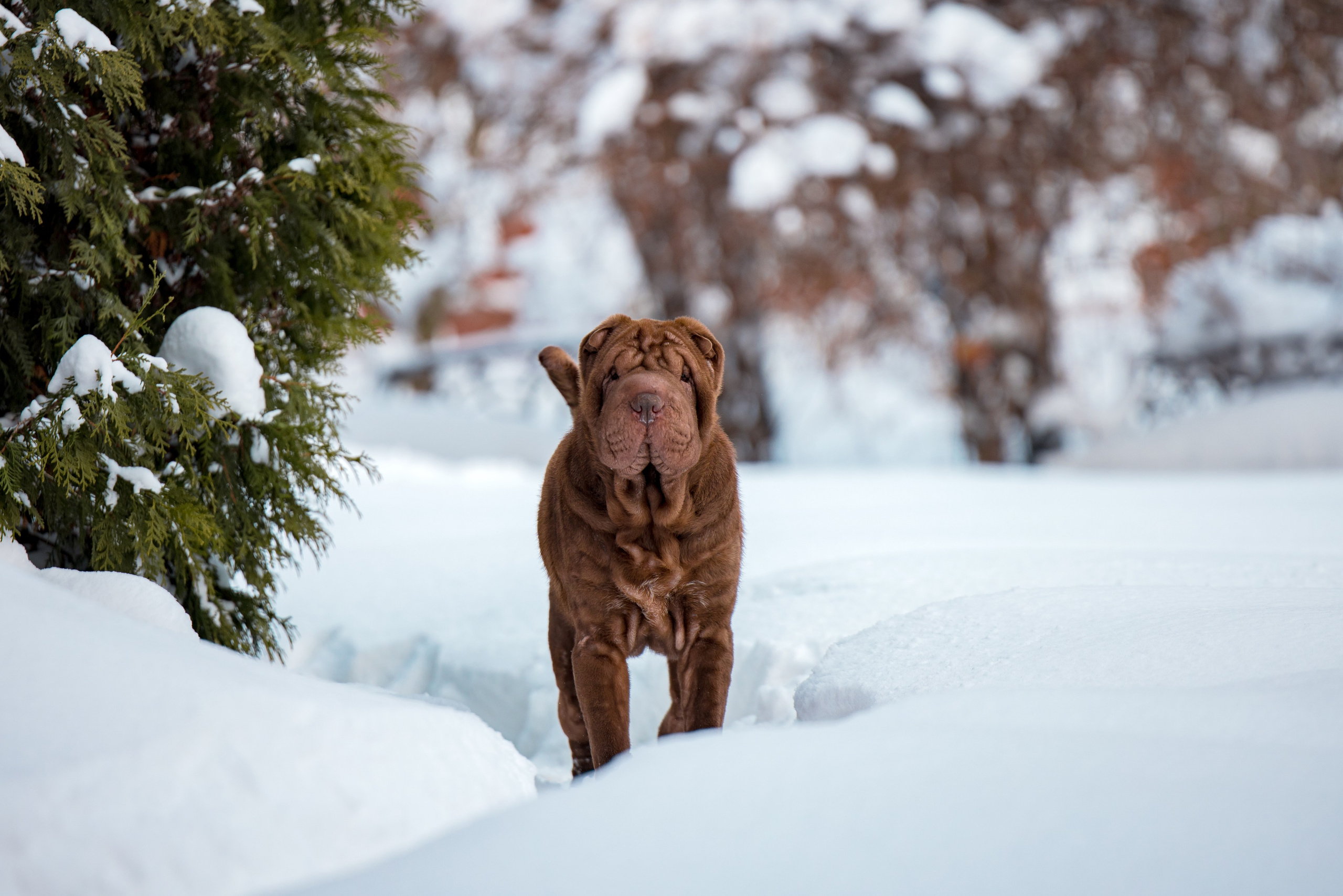 В гостях у шарпеев 16.01.2024. Фотограф-анималист Юлия Германика