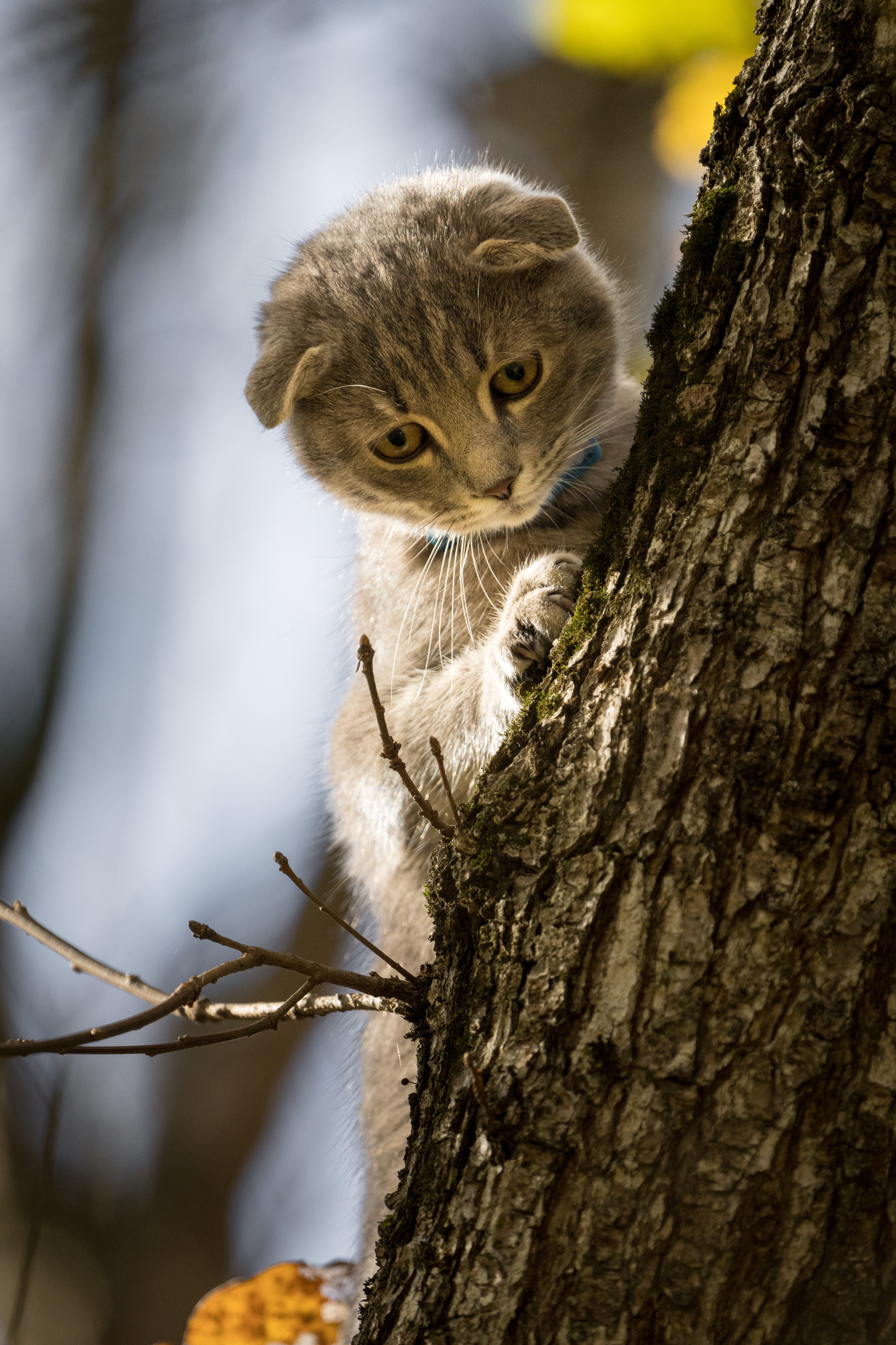 Animals, birds. Фотографии Дмитрия Чернова