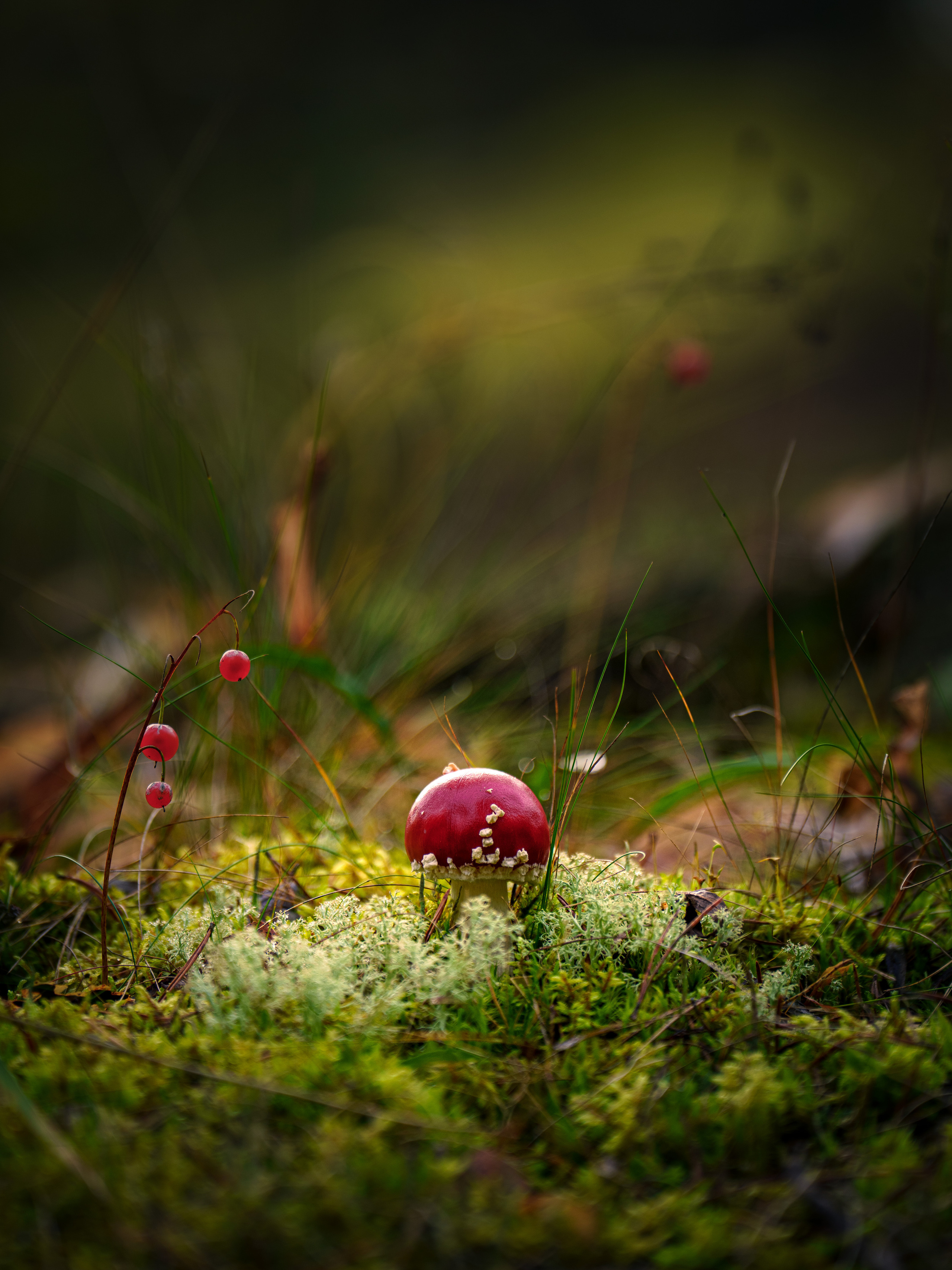 Карелия. Фотографии Дмитрия Чернова