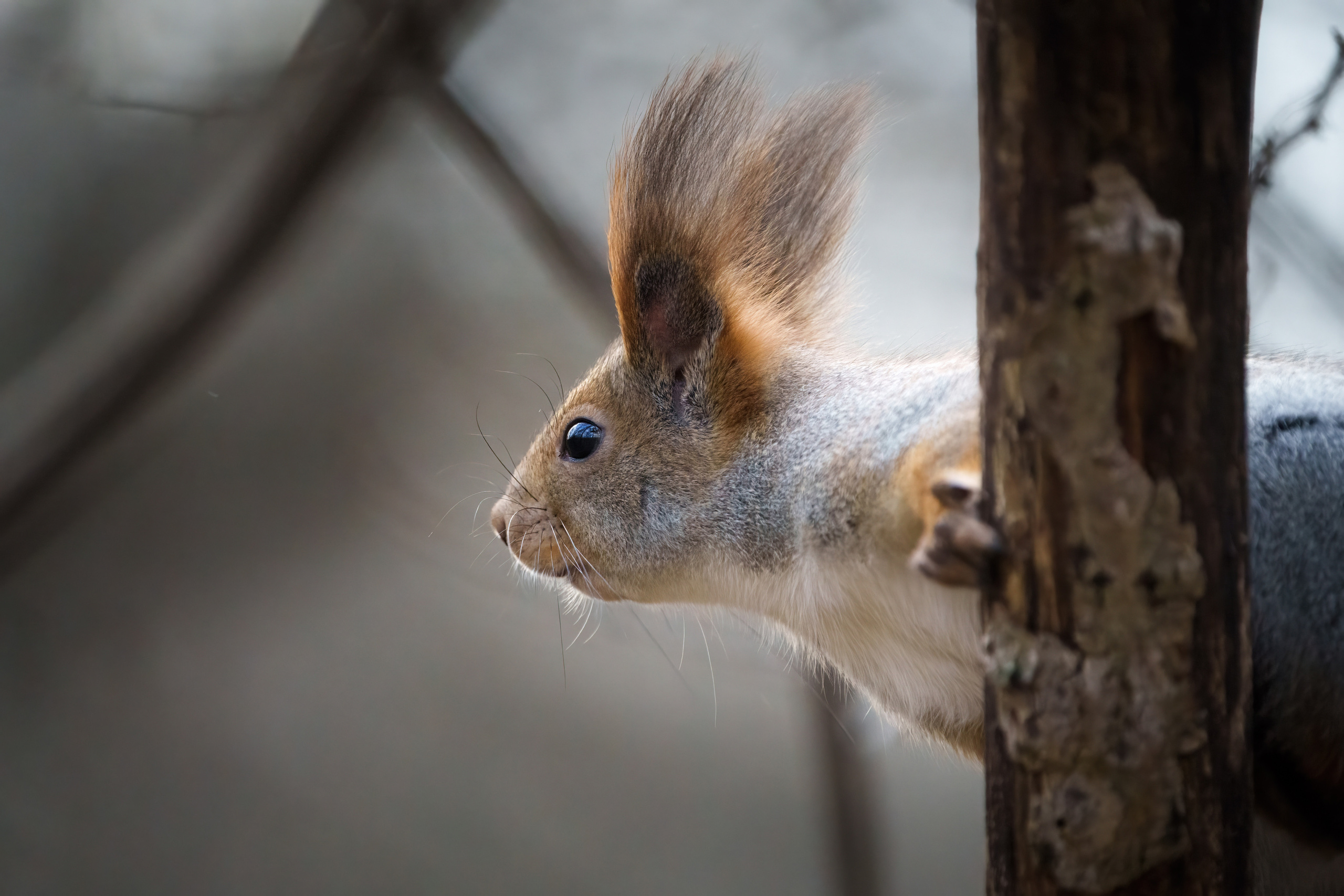 Animals, birds. Фотографии Дмитрия Чернова