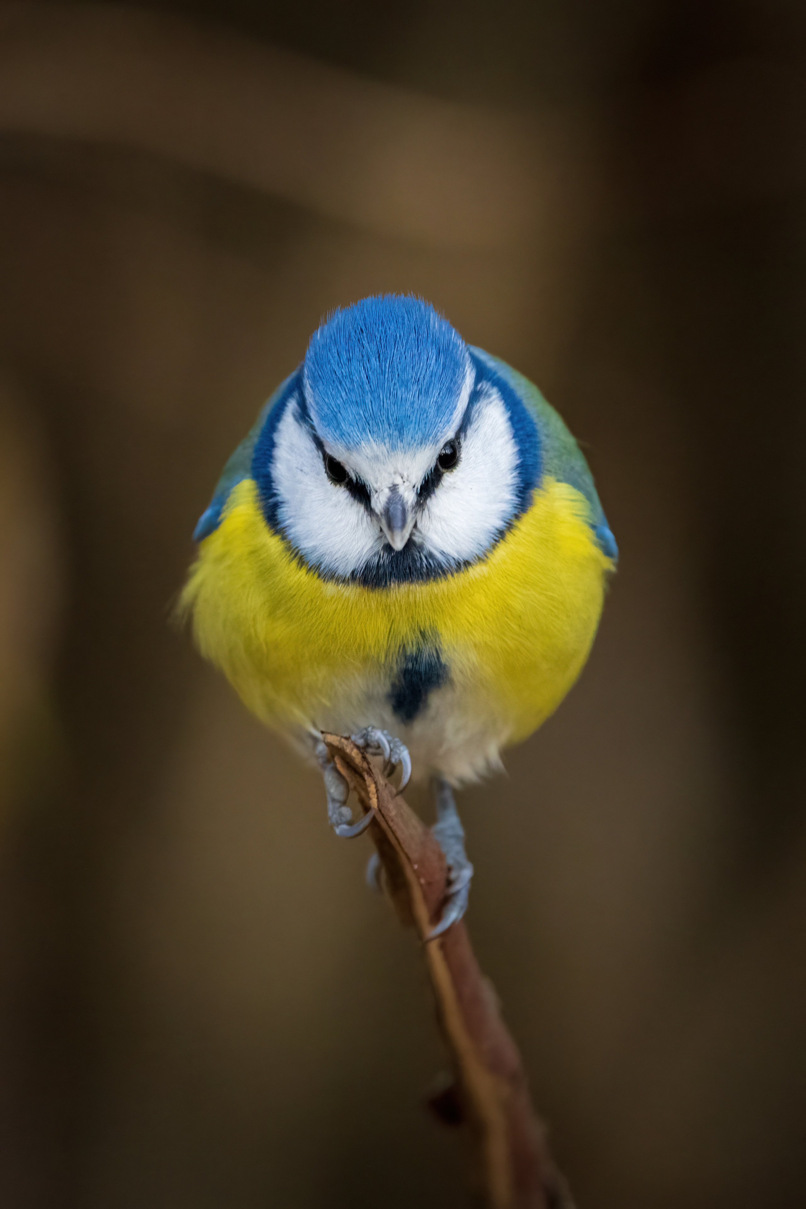 Animals, birds. Фотографии Дмитрия Чернова