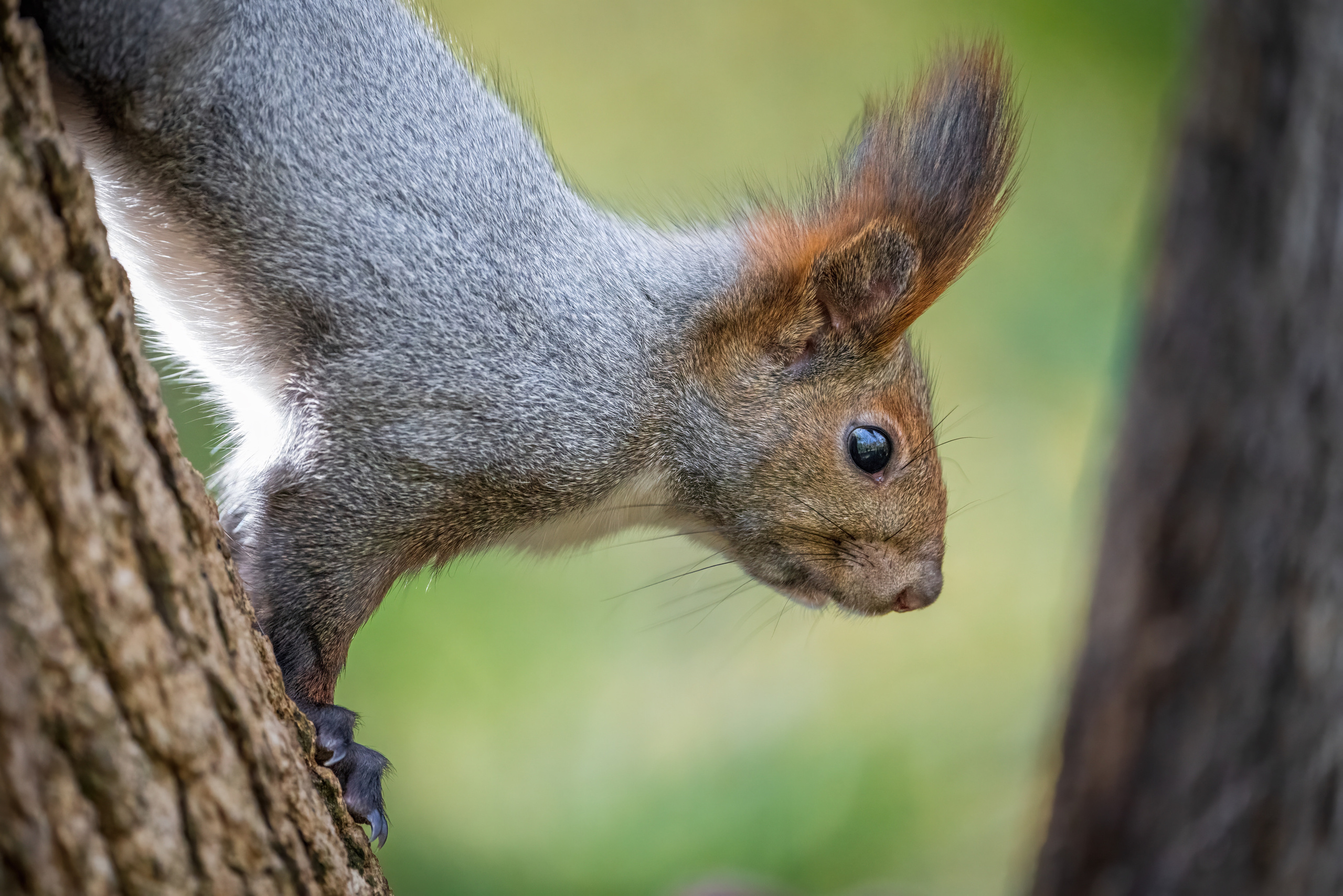 Animals, birds. Фотографии Дмитрия Чернова