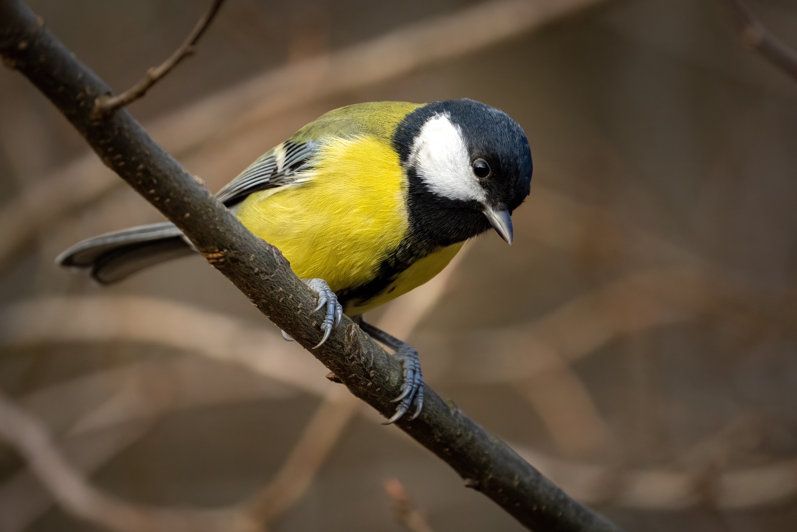 Animals, birds. Фотографии Дмитрия Чернова