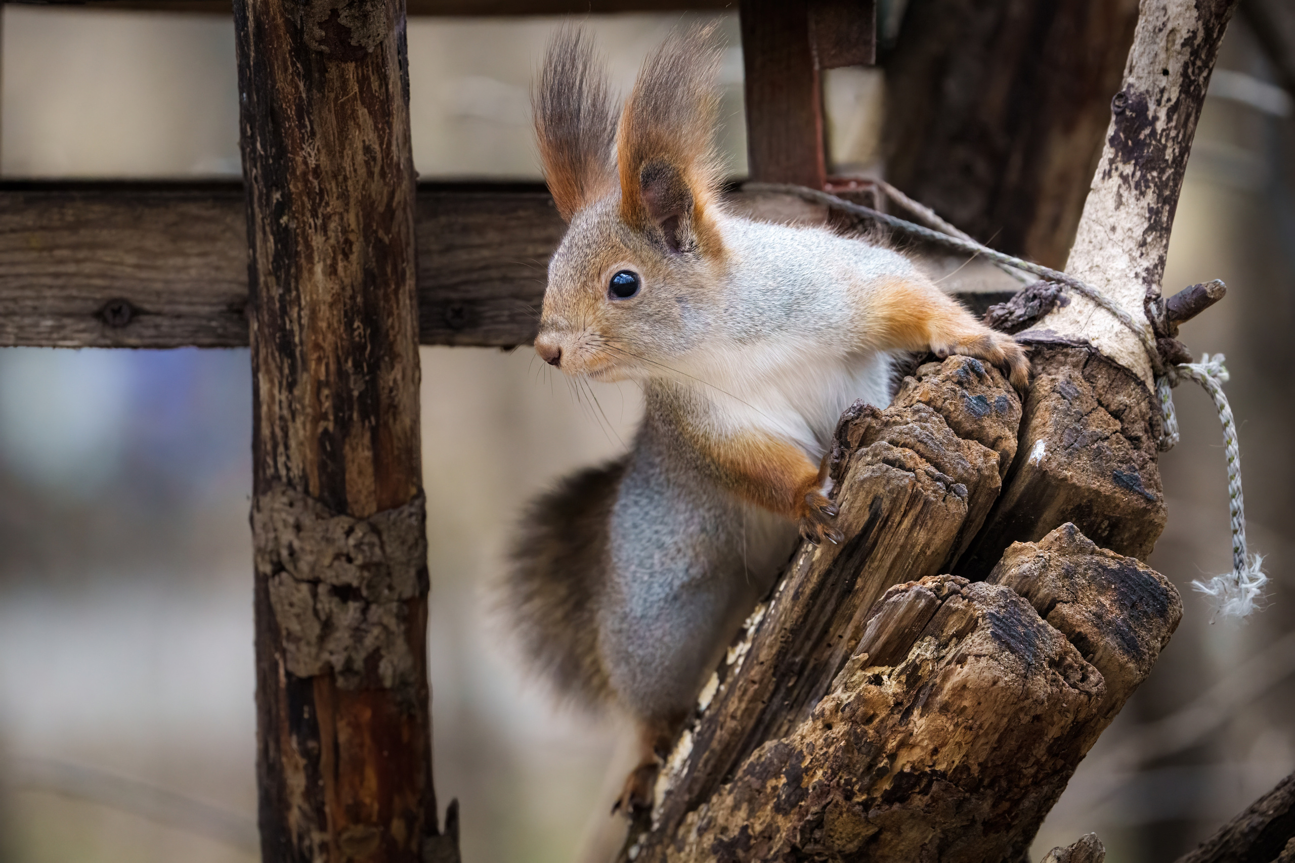 Animals, birds. Фотографии Дмитрия Чернова
