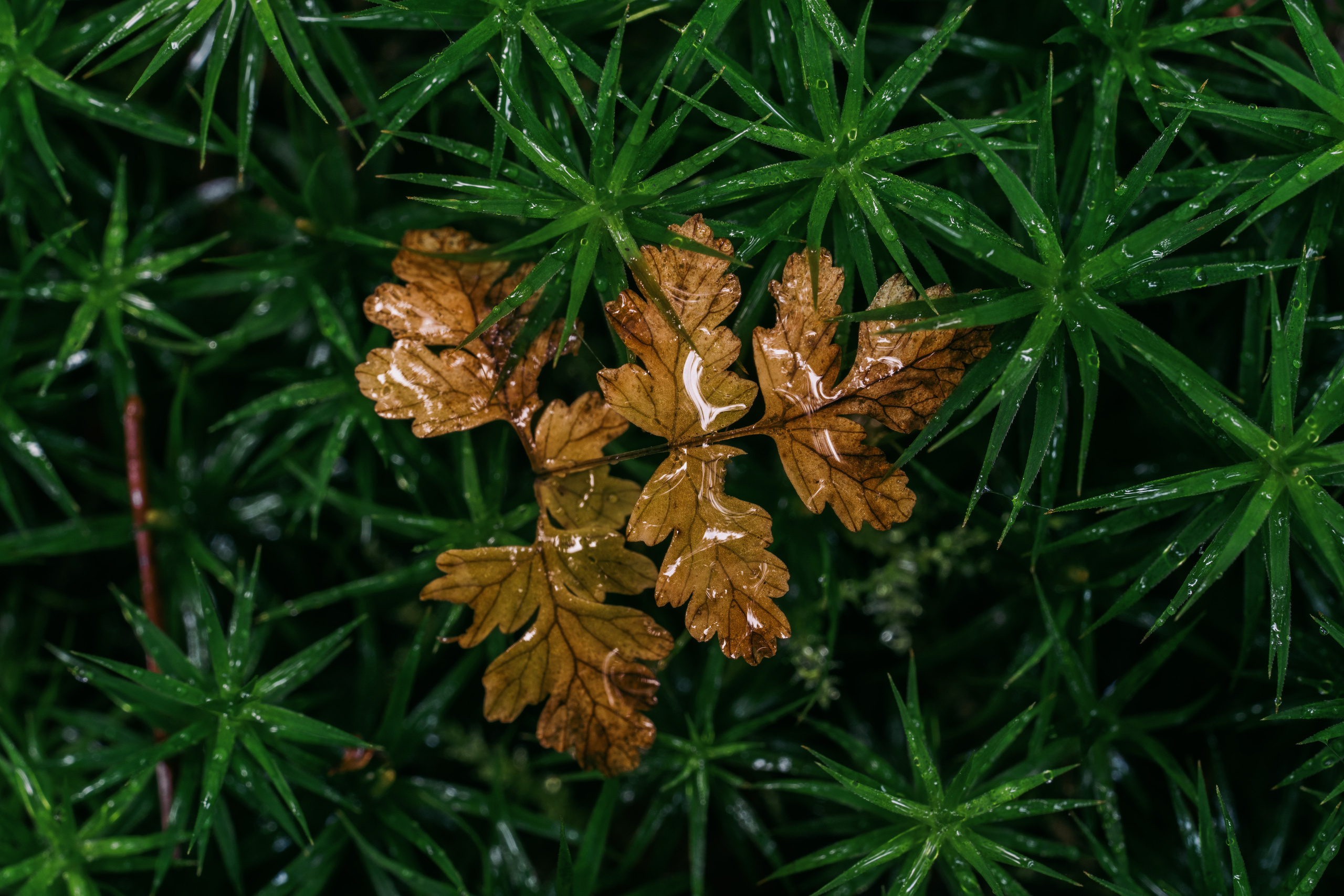 Карелия. Фотографии Дмитрия Чернова