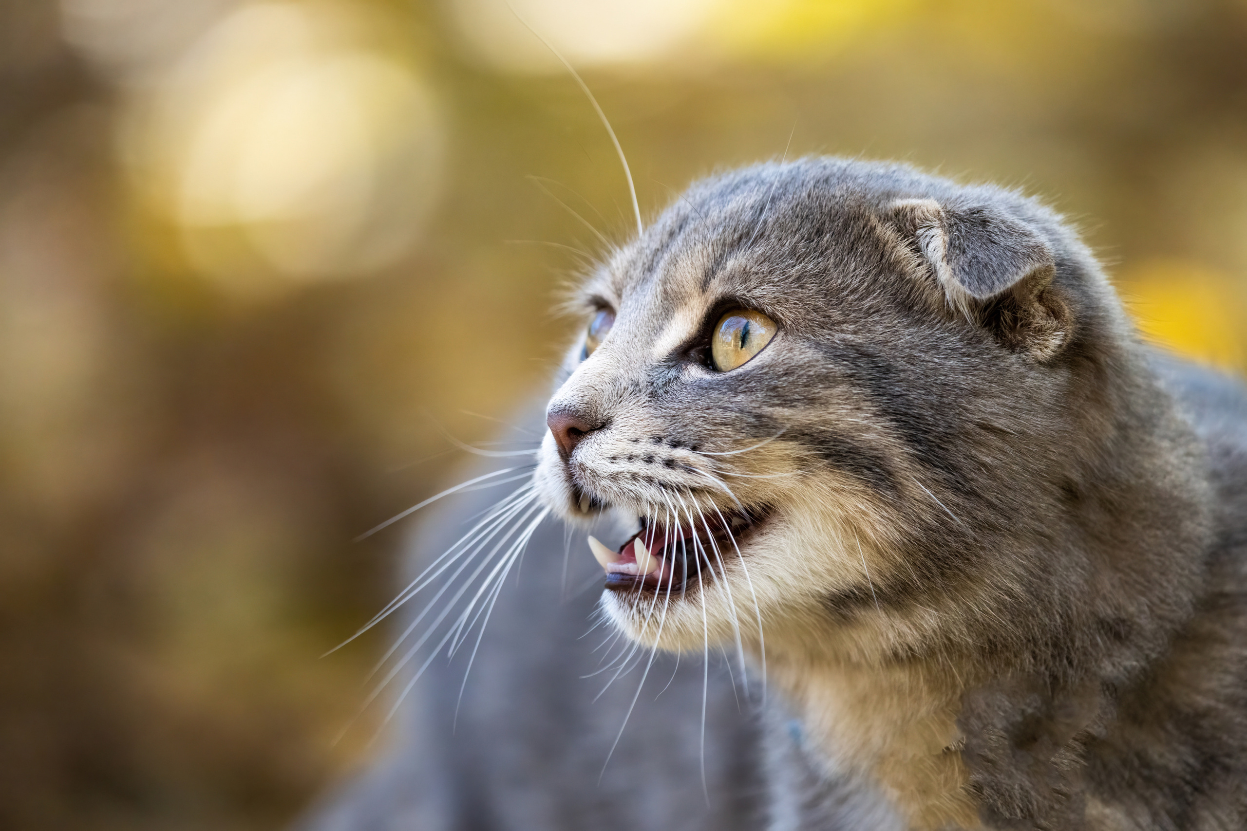 Animals, birds. Фотографии Дмитрия Чернова